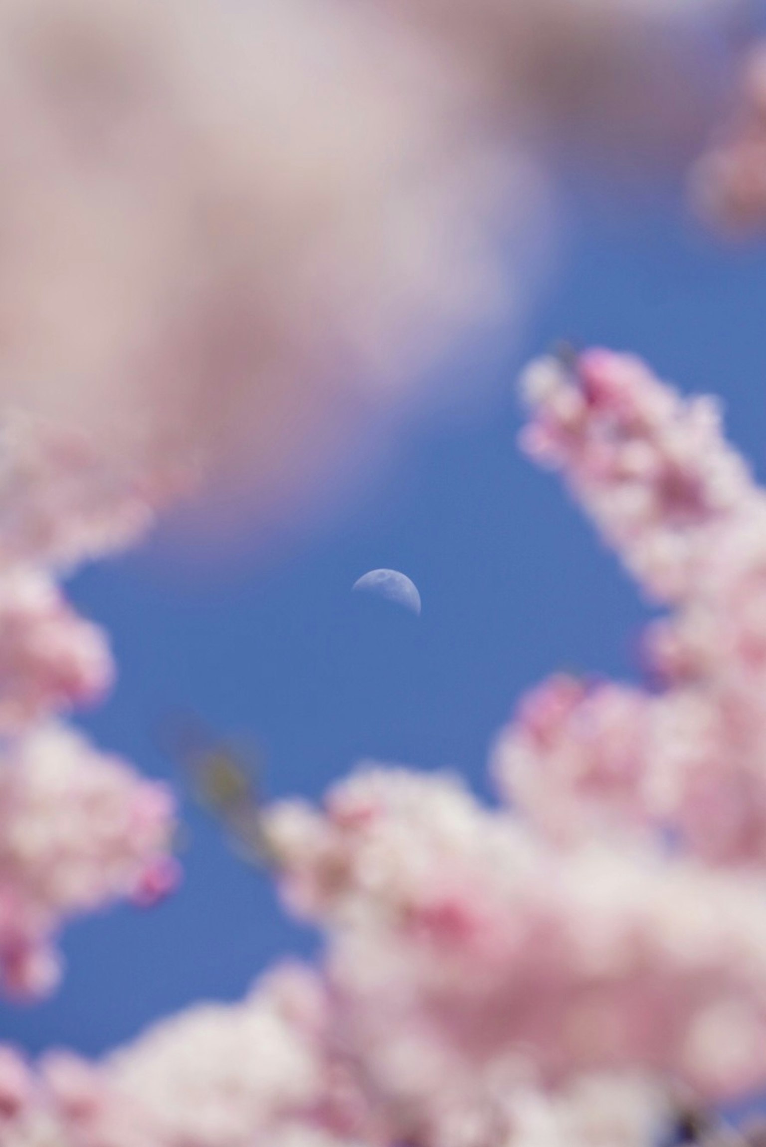 Fleurs de cerisier au premier plan avec une lune croissante dans le ciel bleu