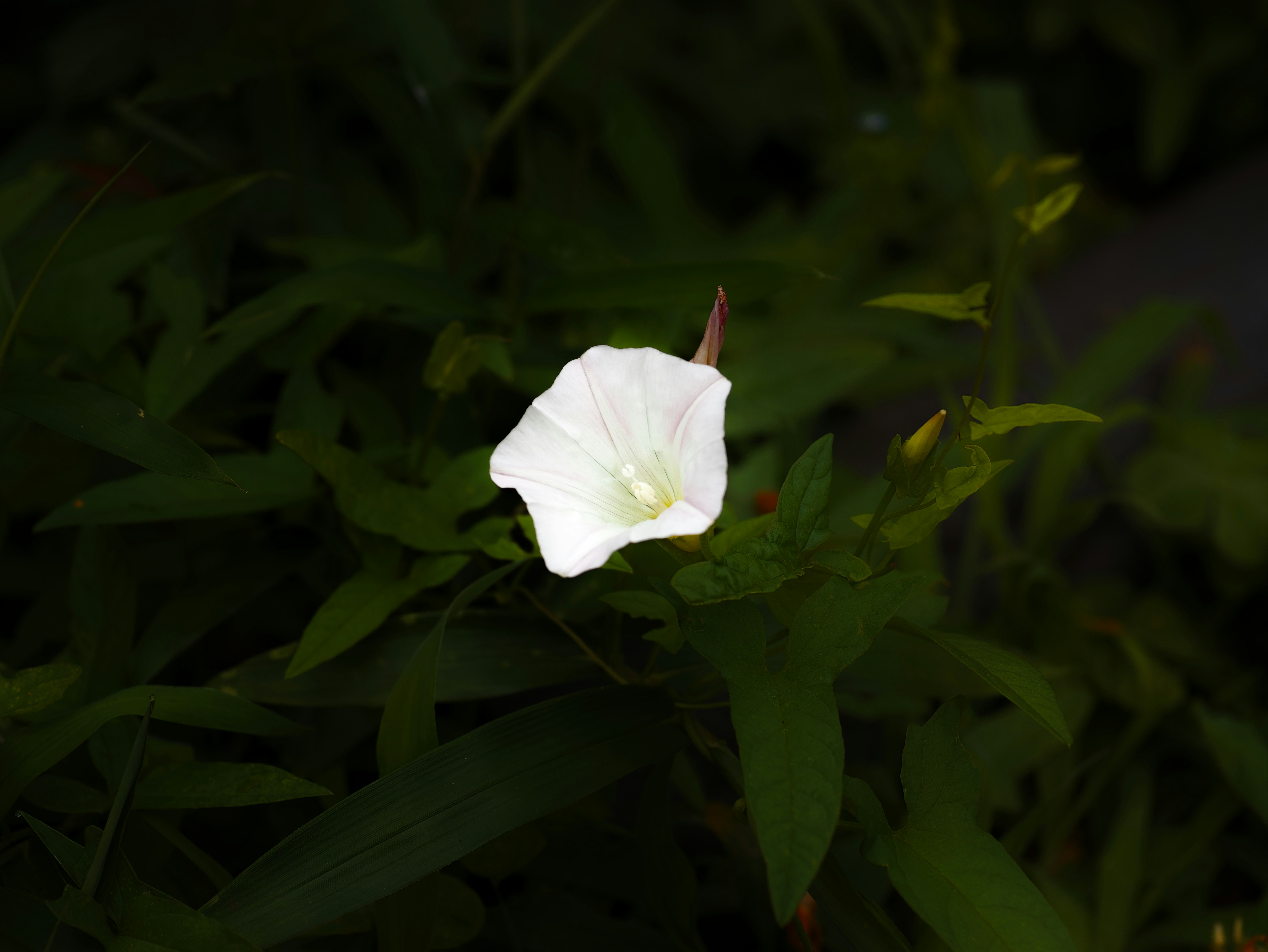 一朵白花在綠葉中盛開