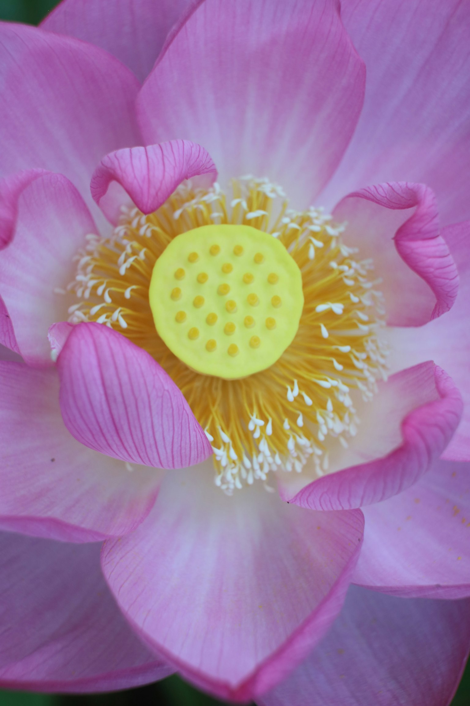 Acercamiento de una hermosa flor de loto rosa con un centro amarillo rodeado de filamentos blancos