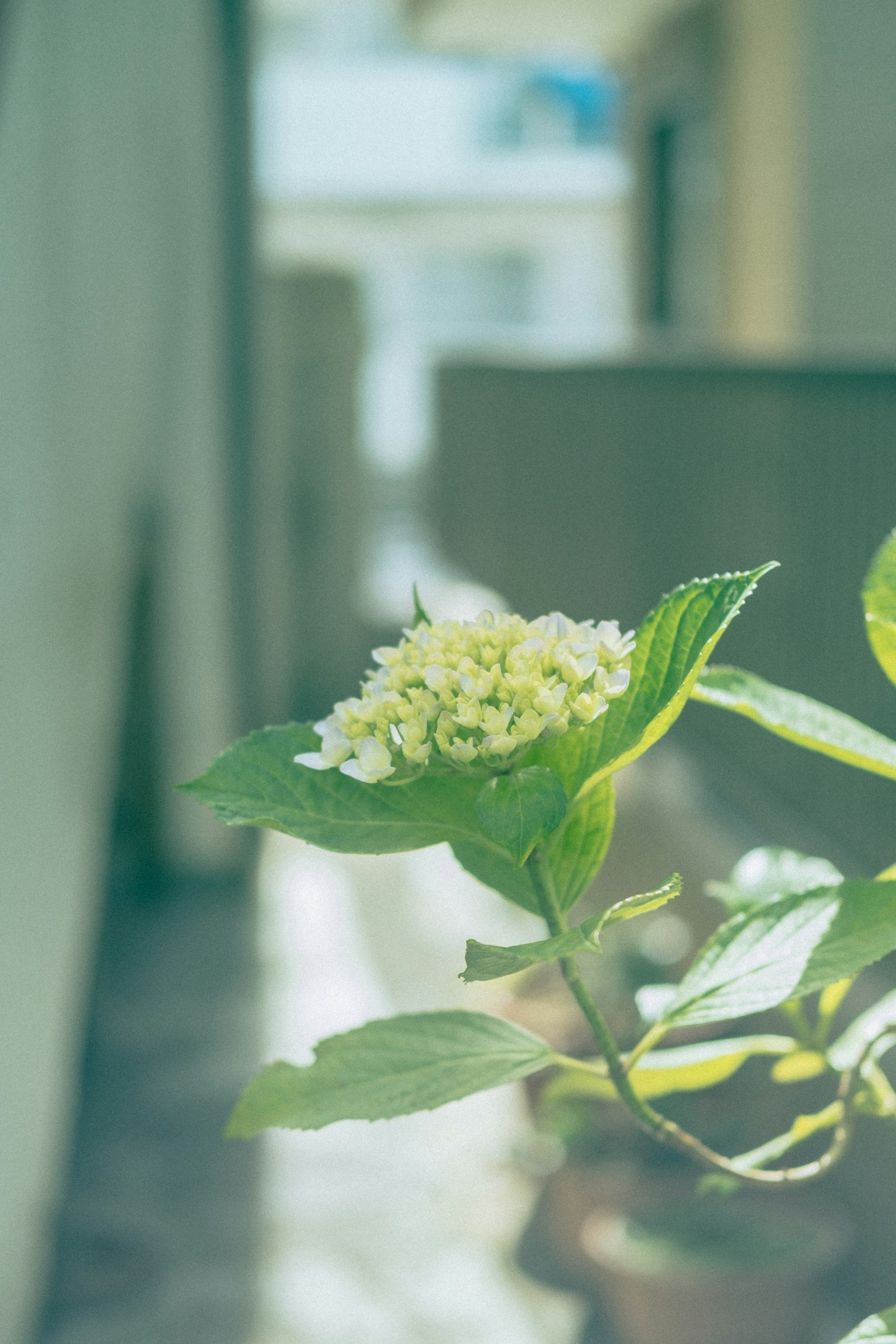Una pianta con foglie verdi e fiori giallastri in uno sfondo sfocato