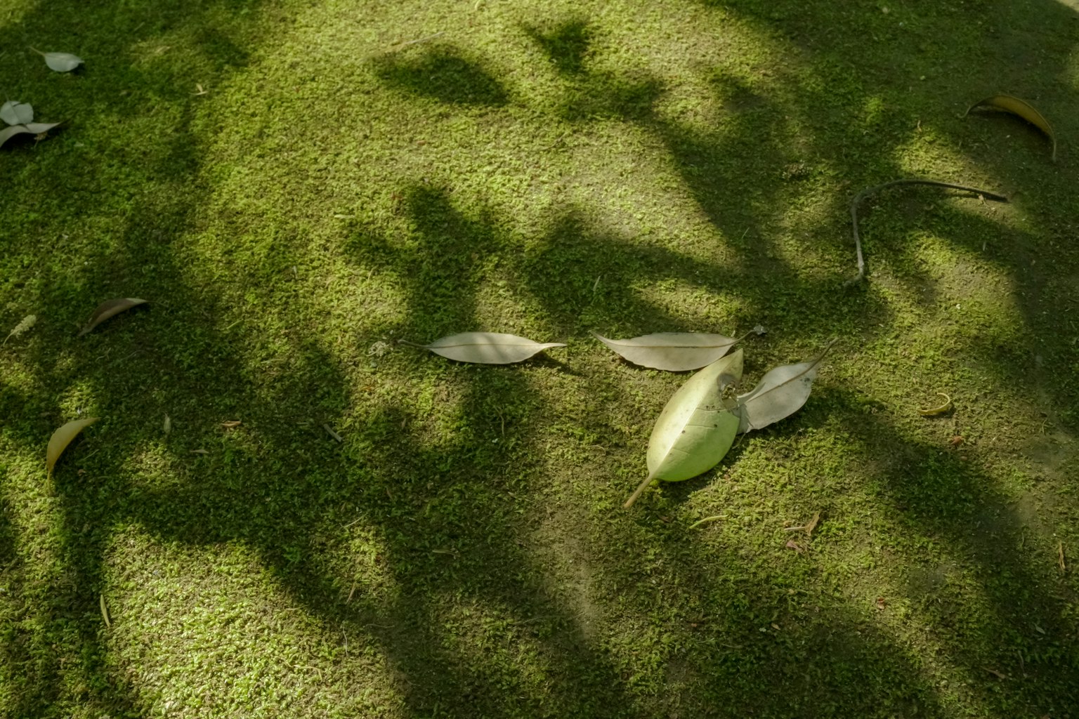 A green surface with shadows of leaves and fallen leaves