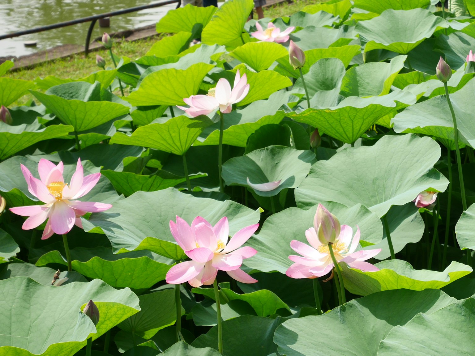 Una vista scenica di fiori di loto rosa circondati da foglie verdi