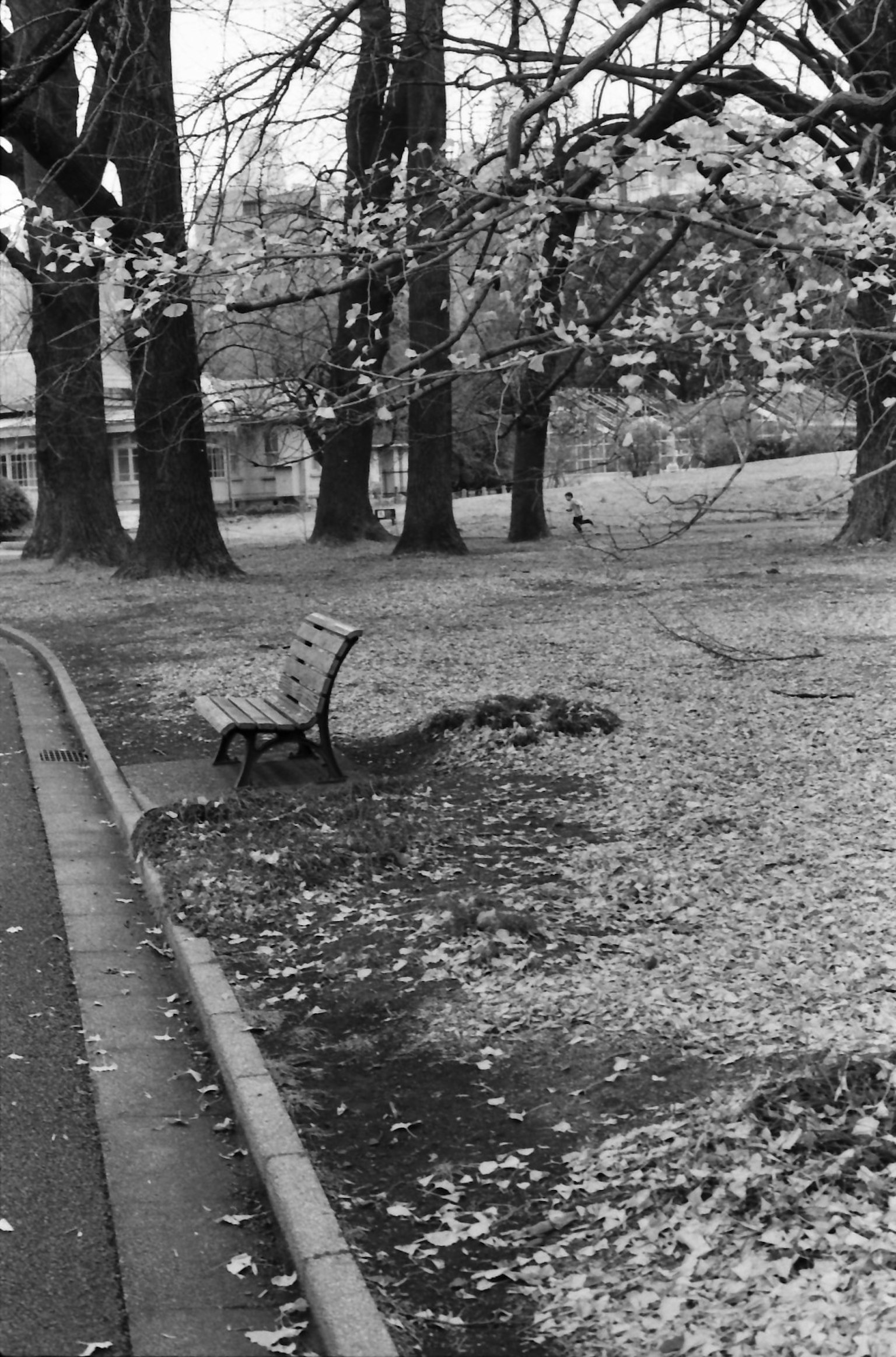 Une scène de parc avec un banc entouré d'arbres