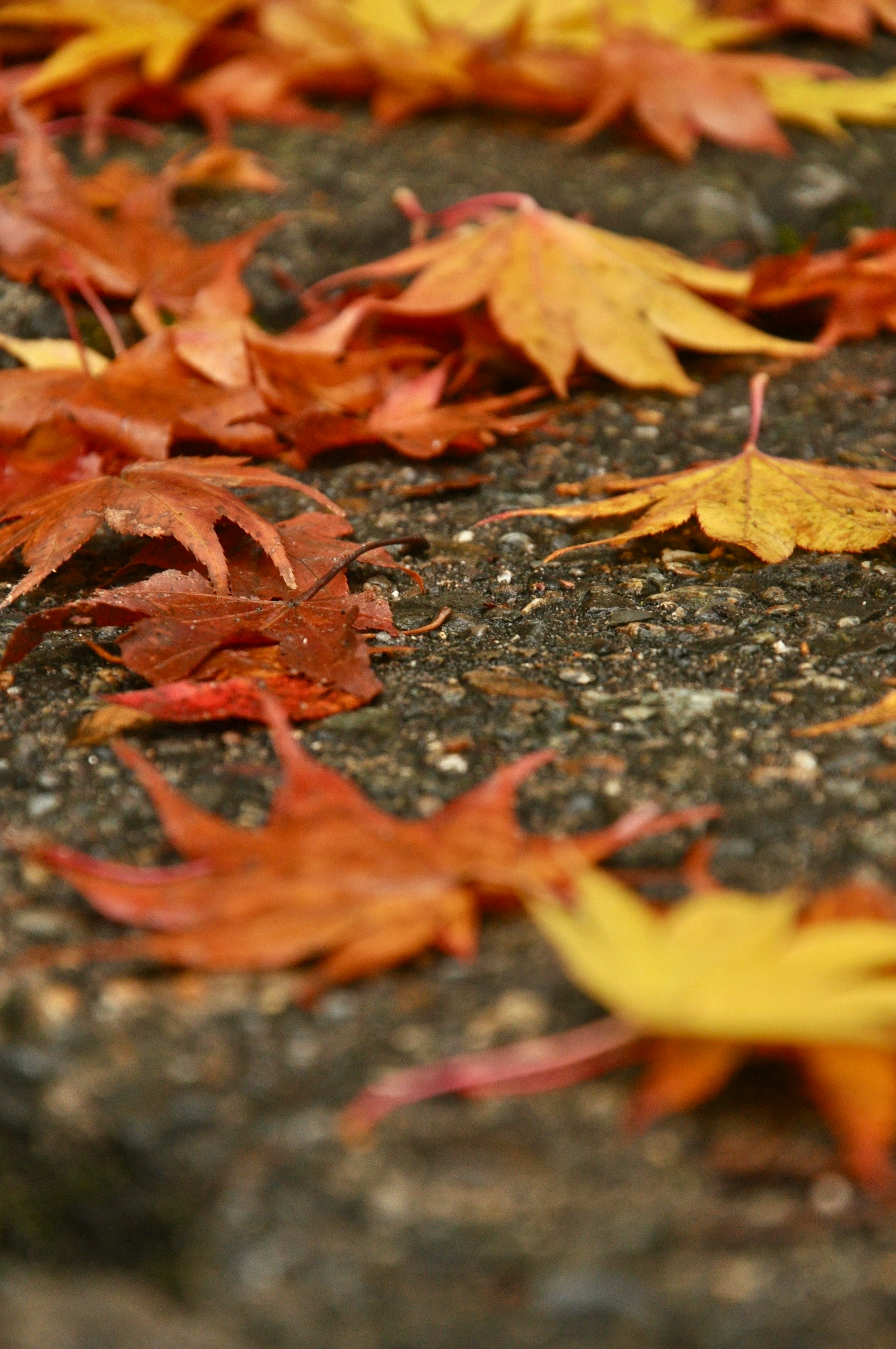 石畳の上に散る紅葉の落ち葉