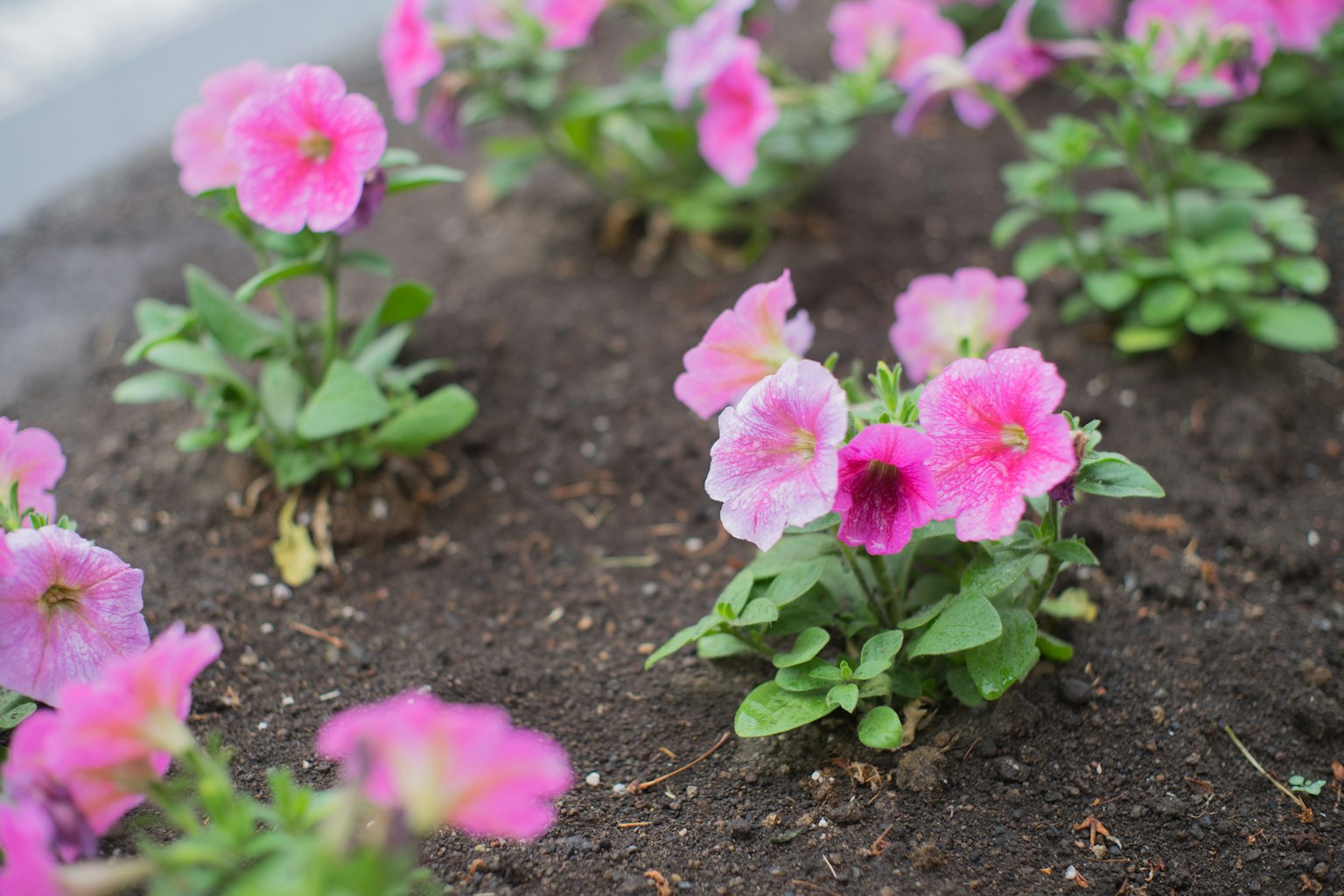 Cluster von blühenden rosa Petunien in reicher Erde