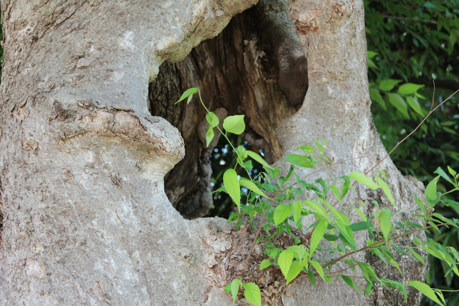 Un grande buco in un tronco d'albero circondato da foglie verdi