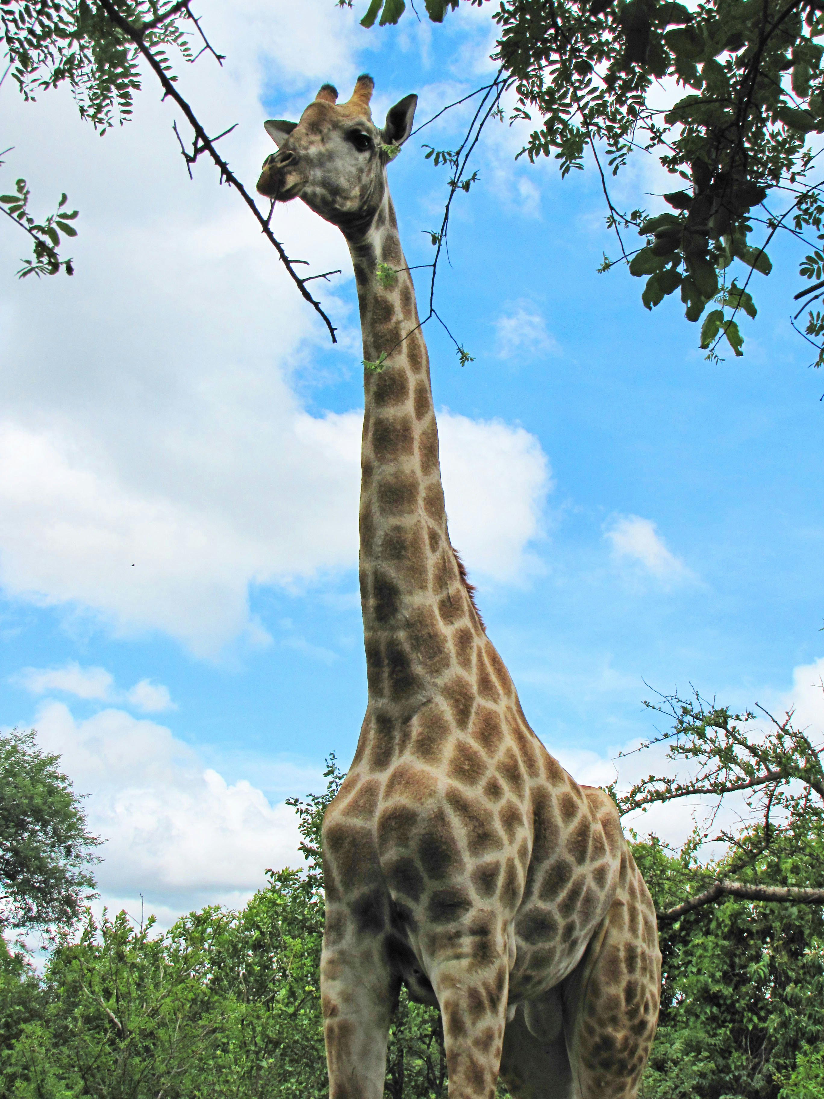 gajah? (giraffe) berdiri di antara pepohonan