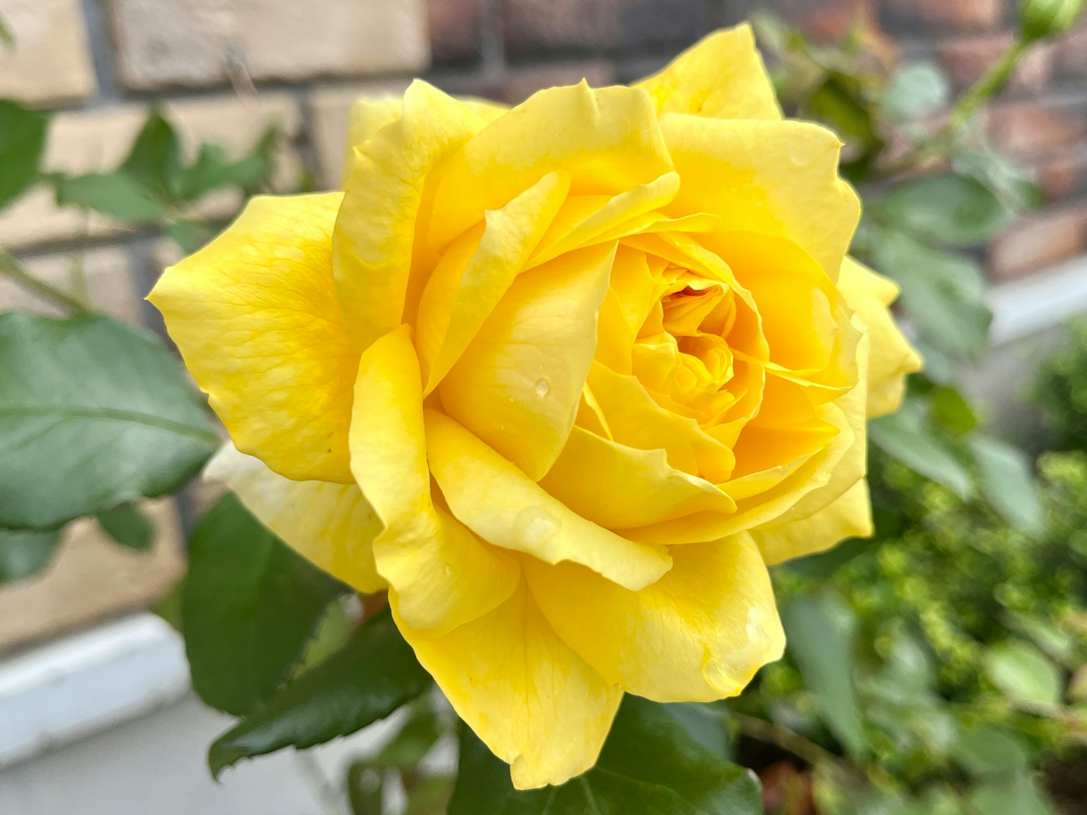 Una bella rosa gialla in fiore