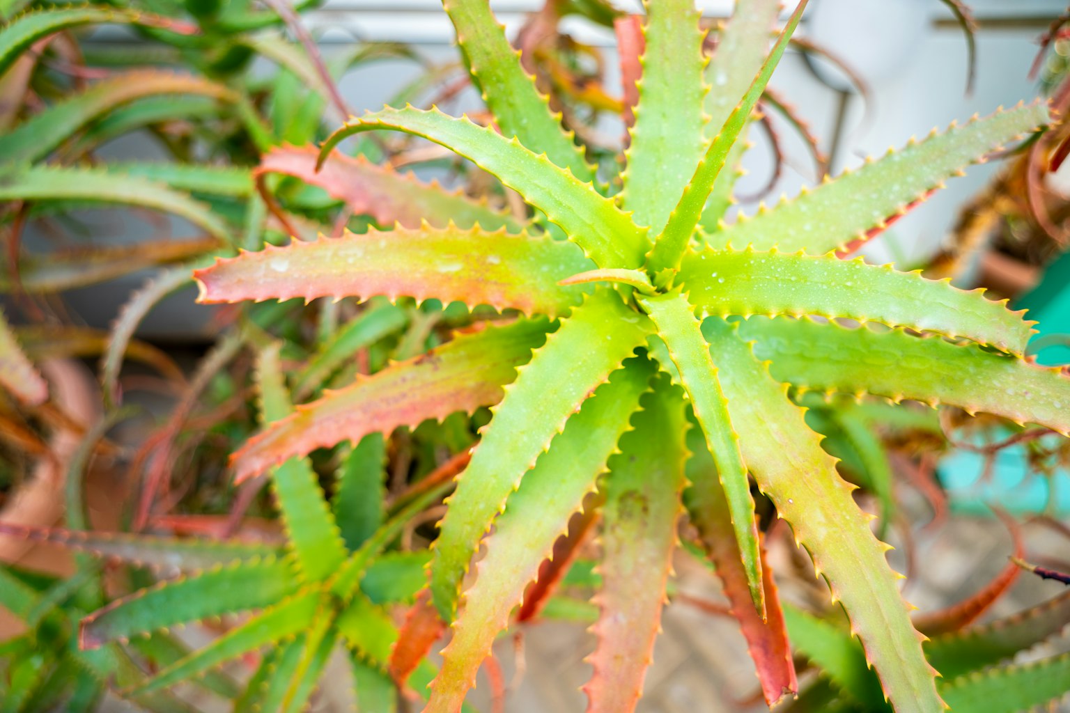 Daun kaktus dengan duri hijau dan merah