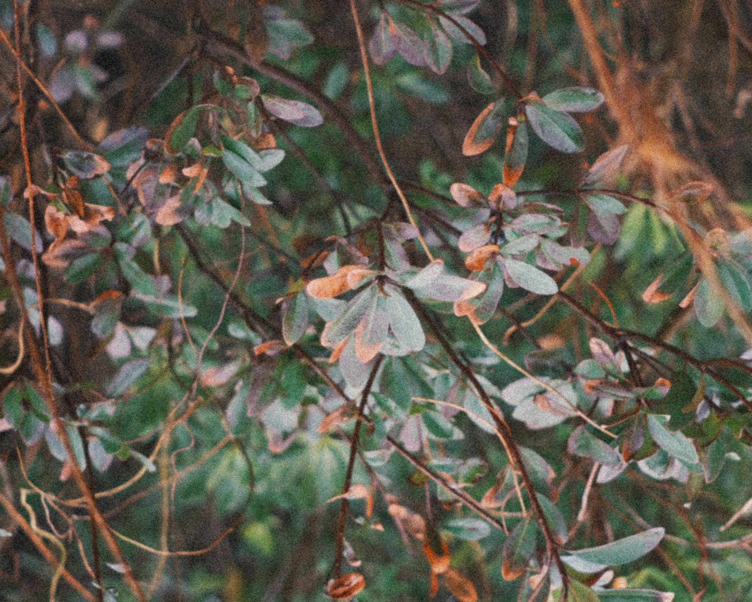 Close-up of a plant with green leaves and orange edges