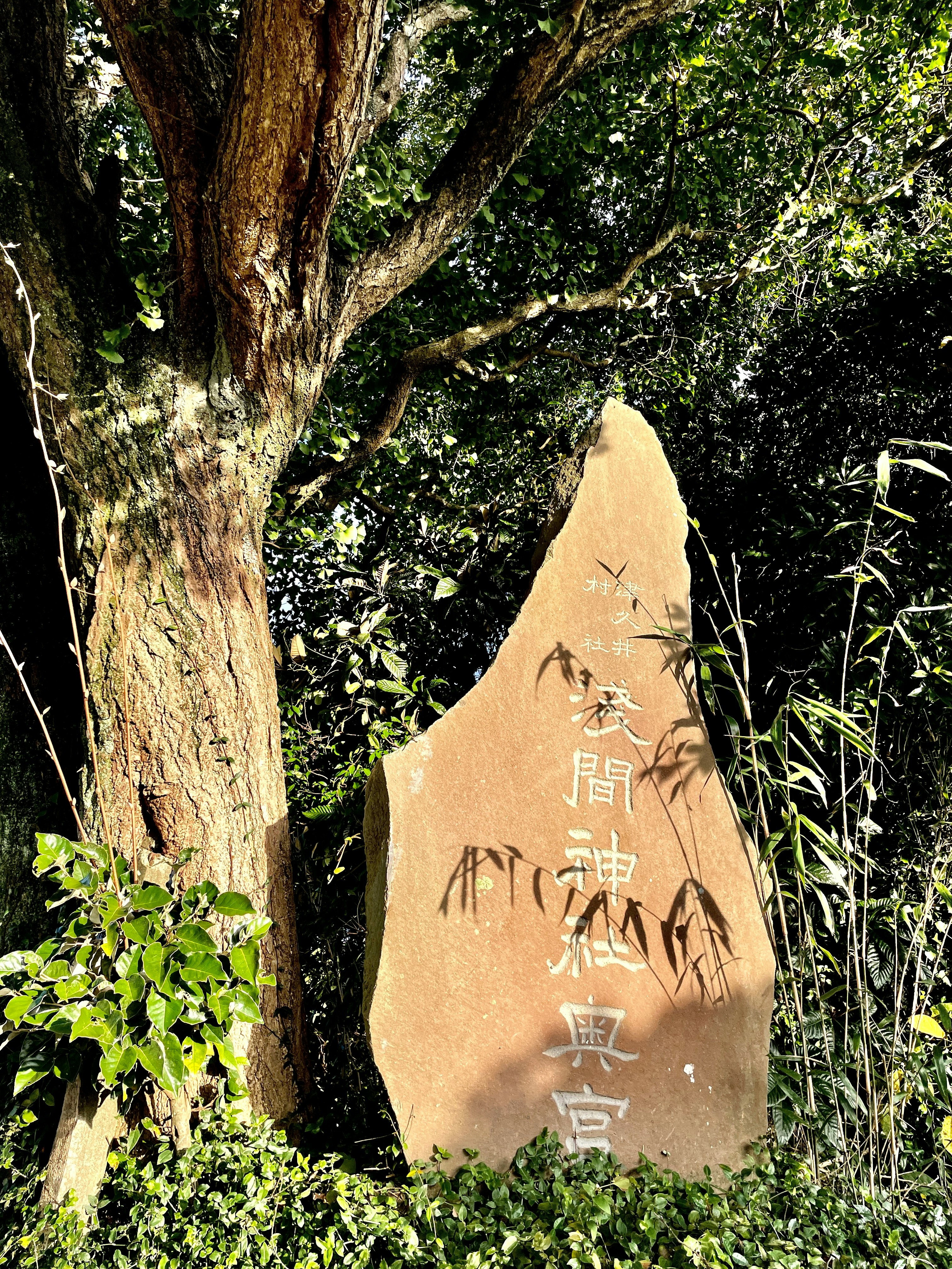 树干旁竖立的手写石碑