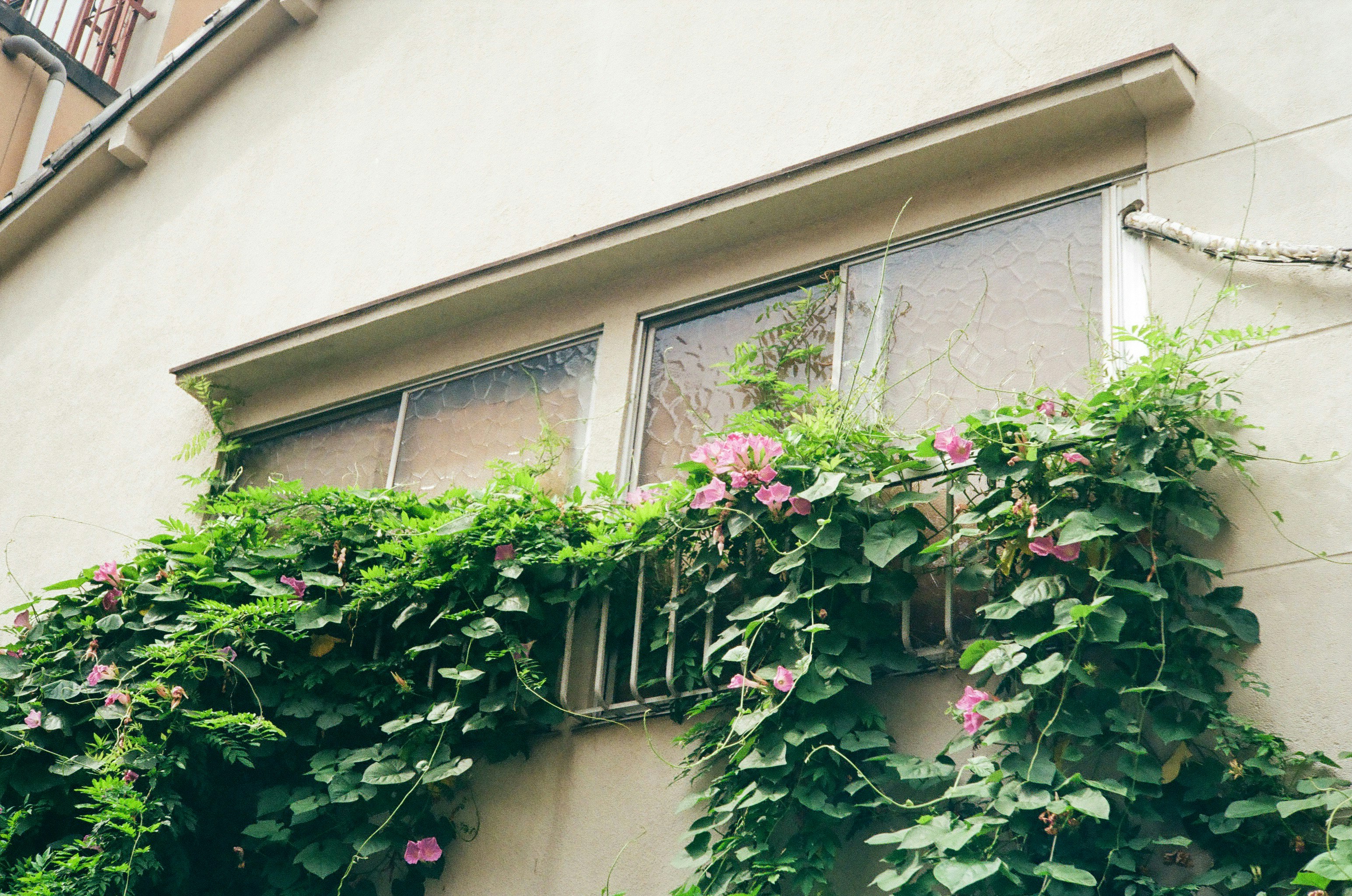 building exterior wall covered with climbing vines and flowers