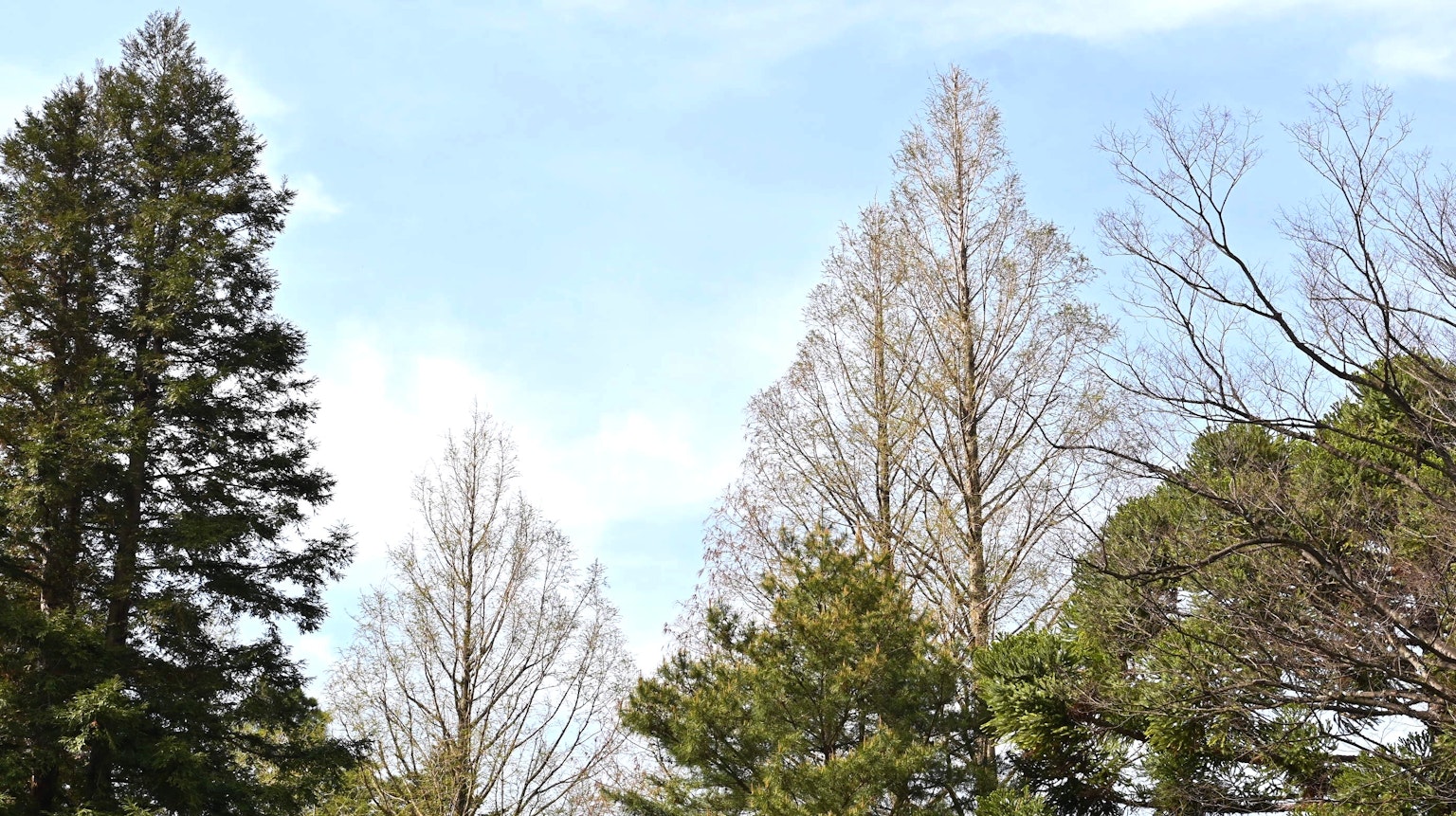 Paesaggio di vari alberi sotto un cielo blu