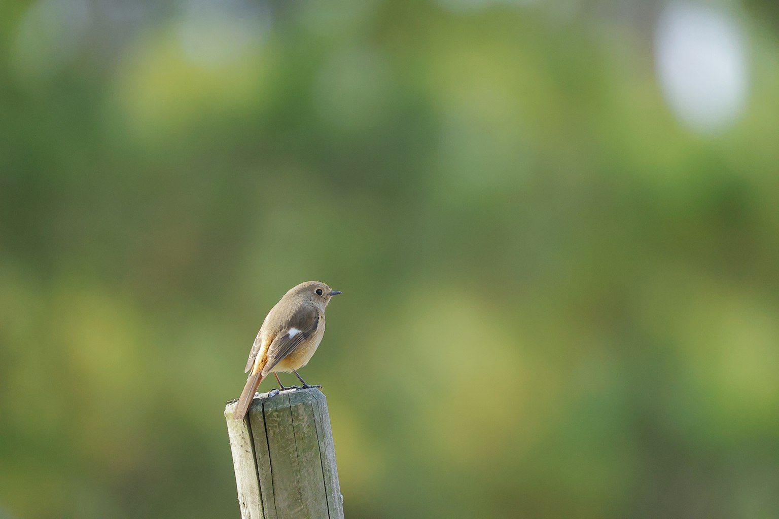 Ein kleiner Vogel sitzt auf einem Holzpfosten vor einem verschwommenen grünen Hintergrund