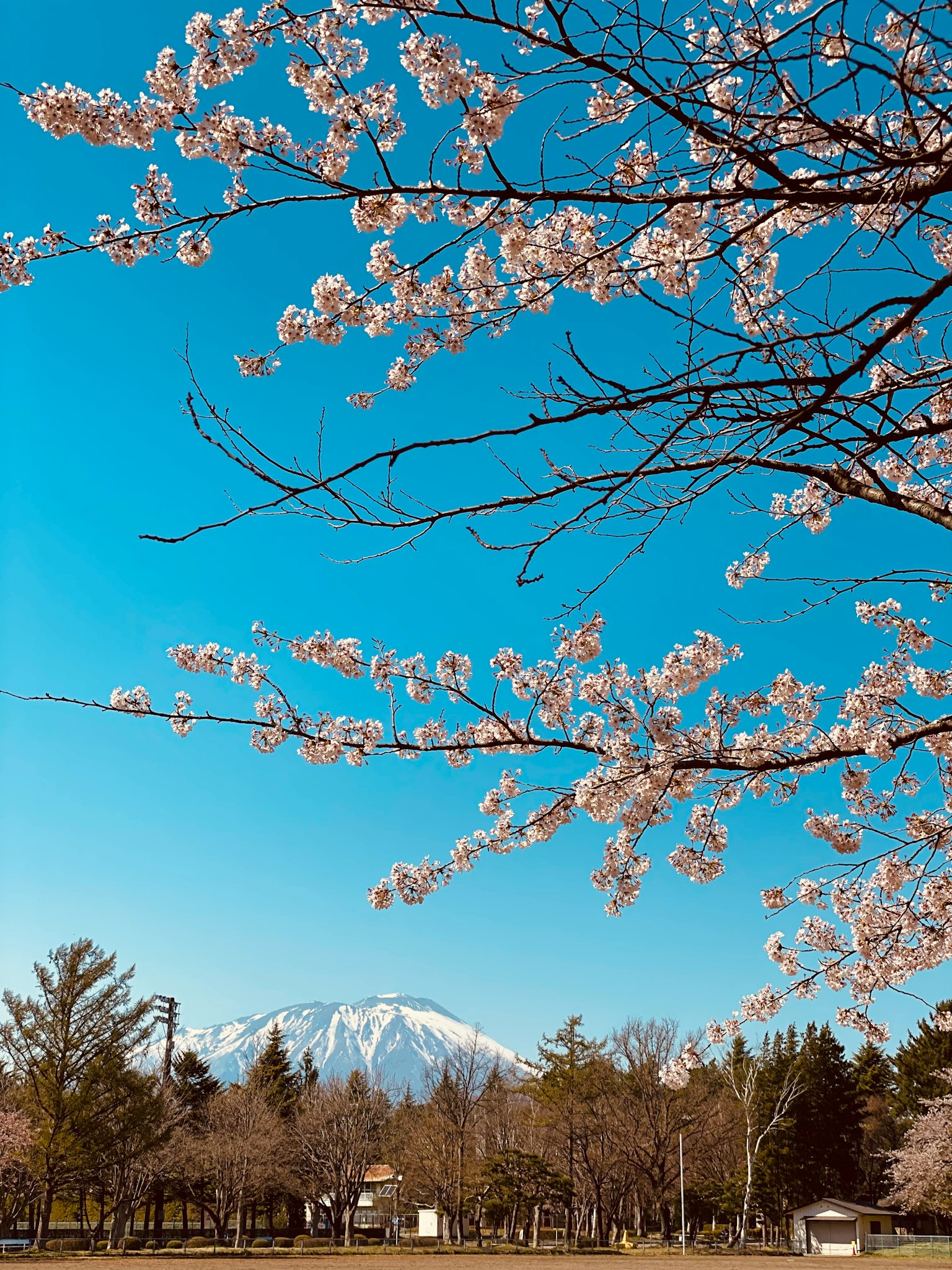 Fiori di ciliegio sotto un cielo blu con una montagna innevata sullo sfondo
