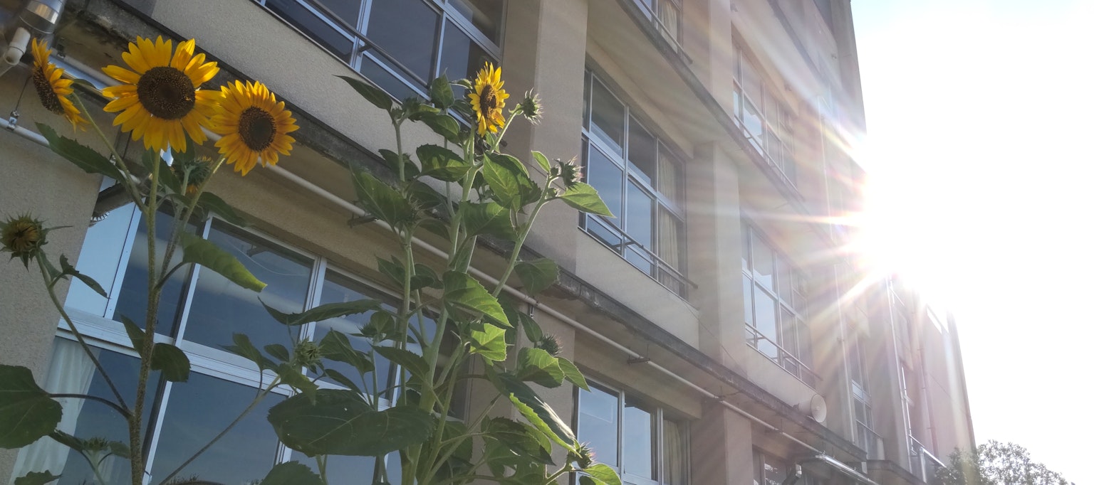 Des tournesols baignés de soleil à côté d'un bâtiment