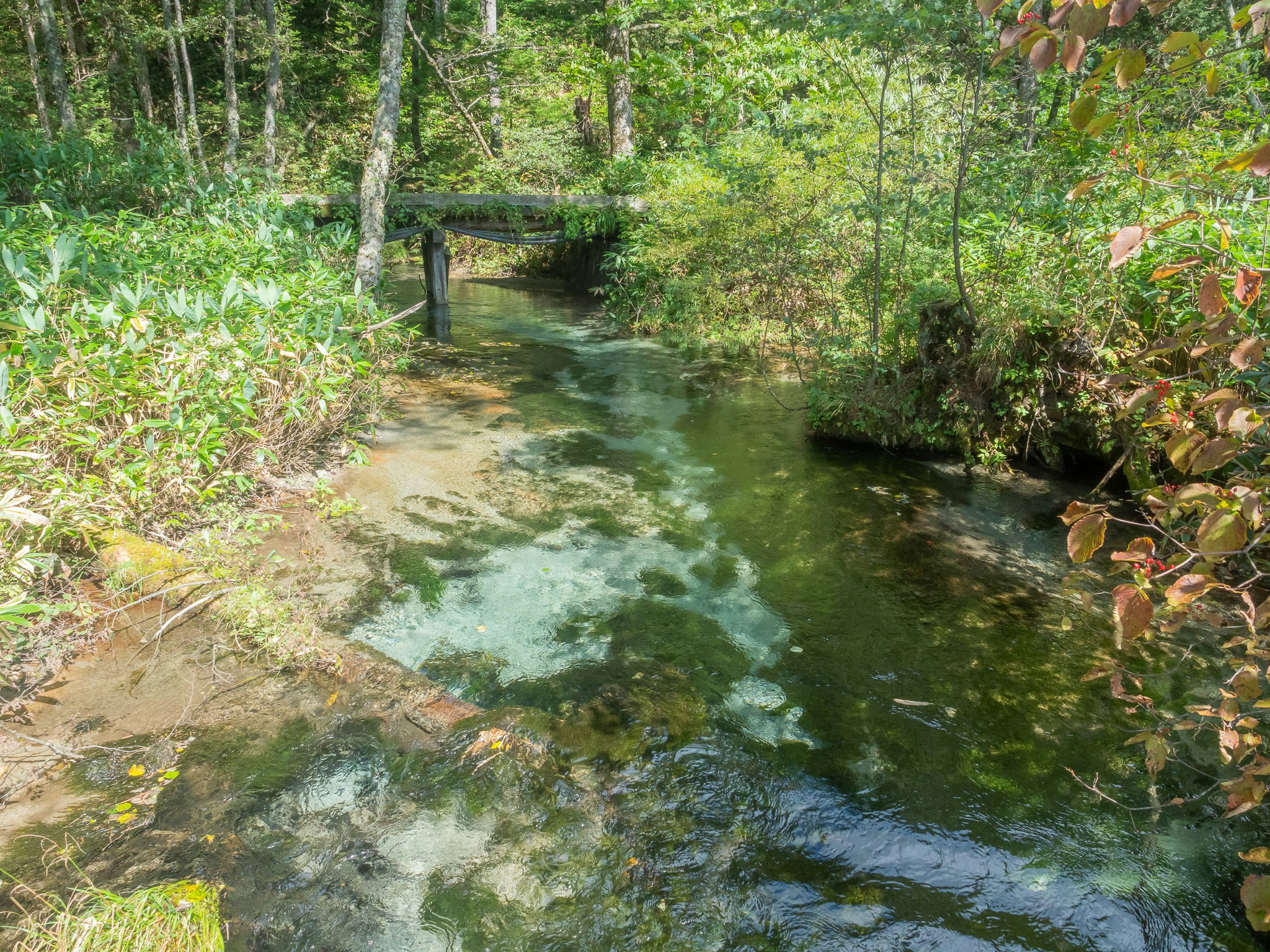 ruisseau verdoyant avec un petit pont en pierre