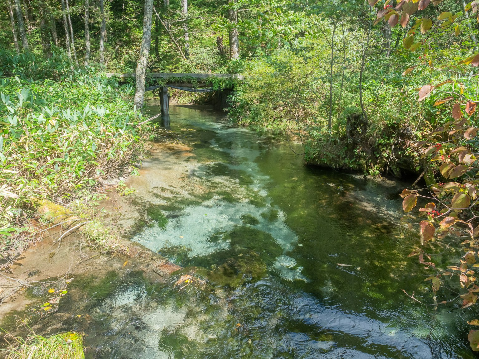 Sungai tenang mengalir melalui hutan lebat