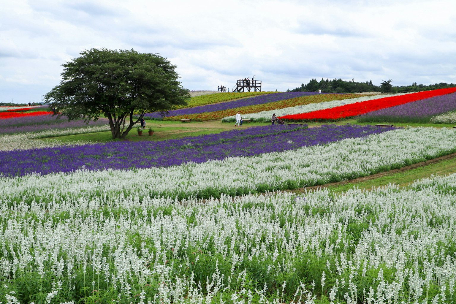 Campos de flores coloridas con un árbol y cielo nublado