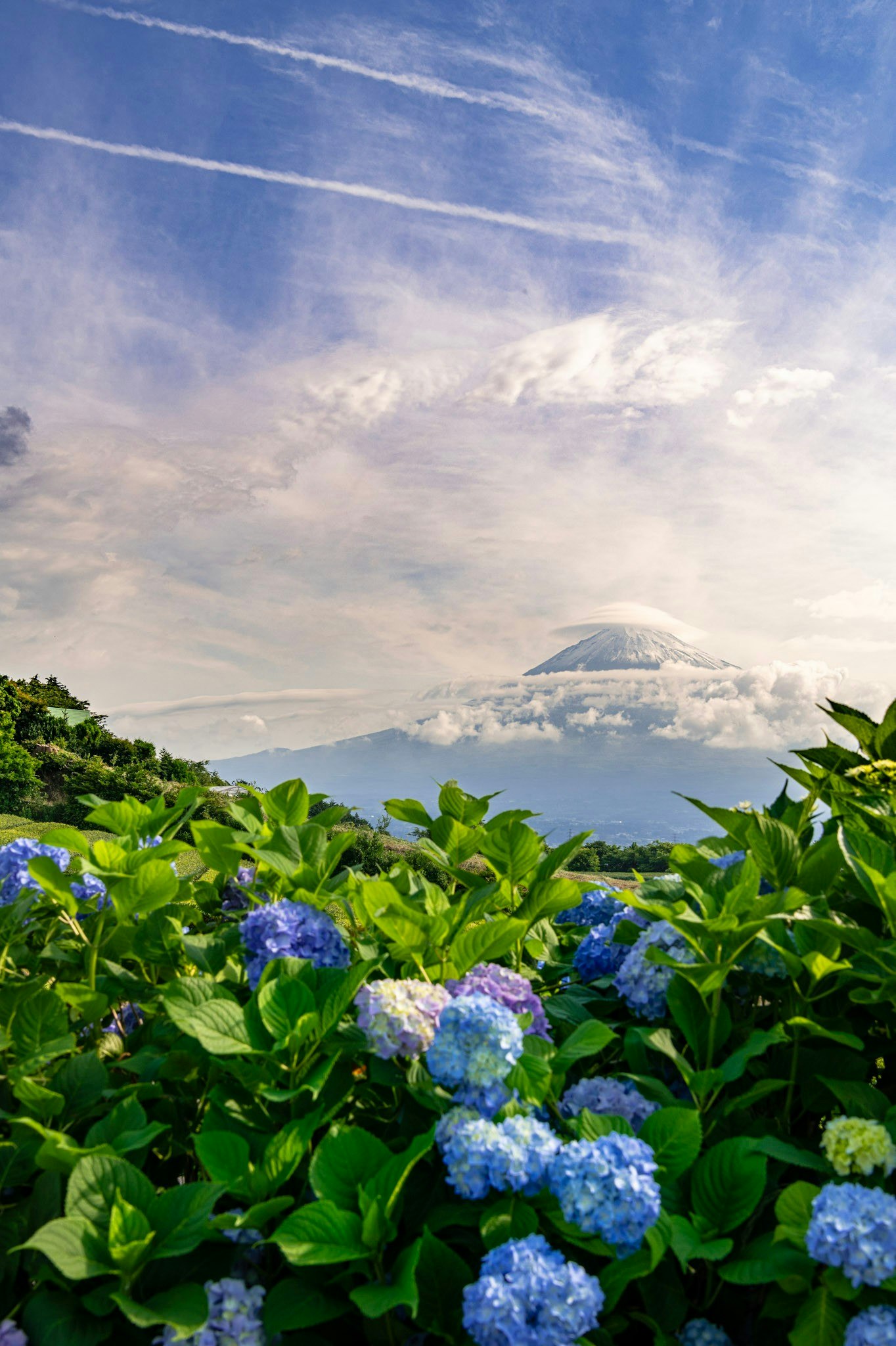 青いアジサイの花と遠くに見える山並みの風景