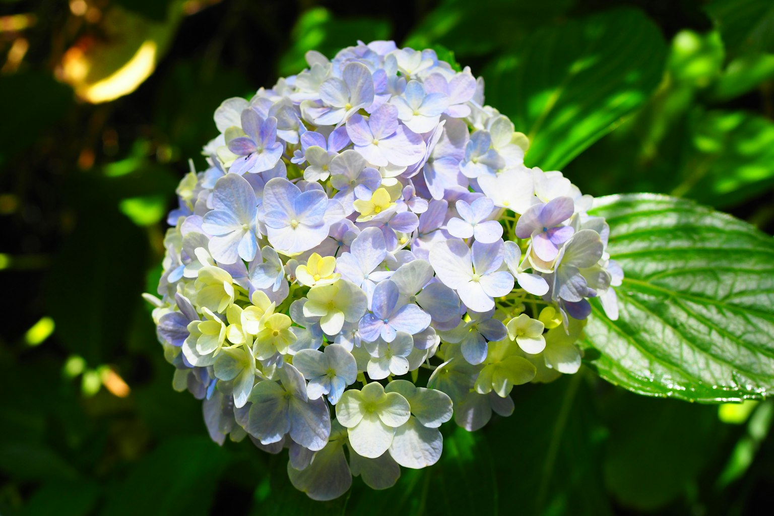 Nahaufnahme einer Hortensienblüte in Blau- und Lilatönen