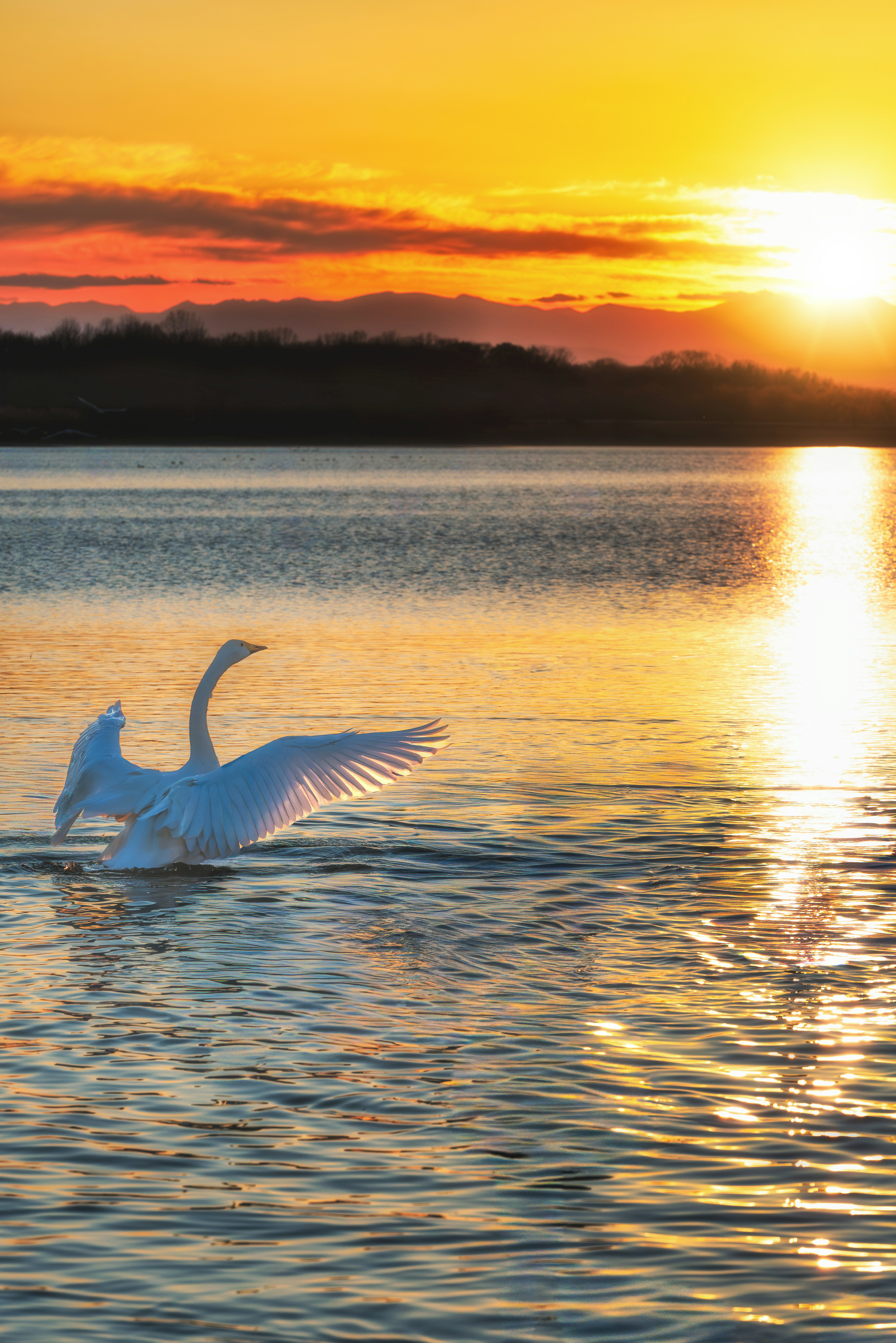 Swan flapping on a sunlit lake at sunset
