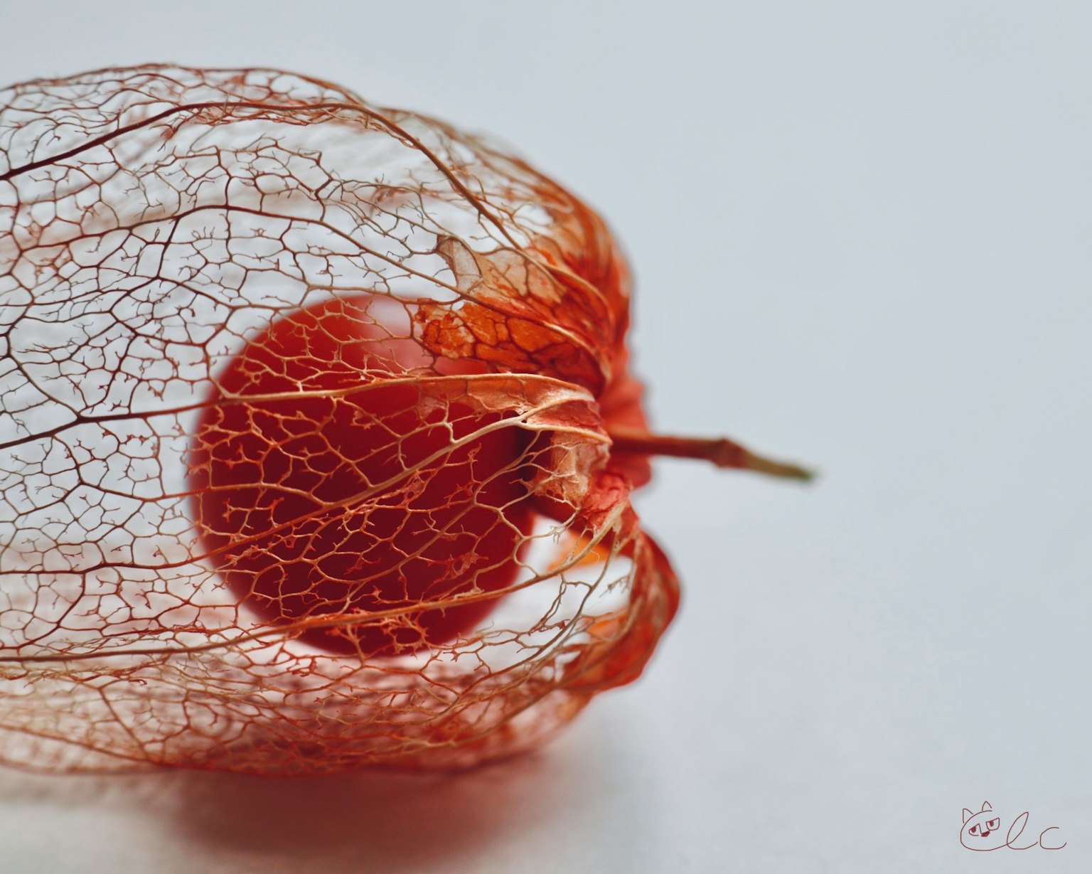 Makrofotografie einer getrockneten Physalisfrucht mit ihrer komplizierten Hülle