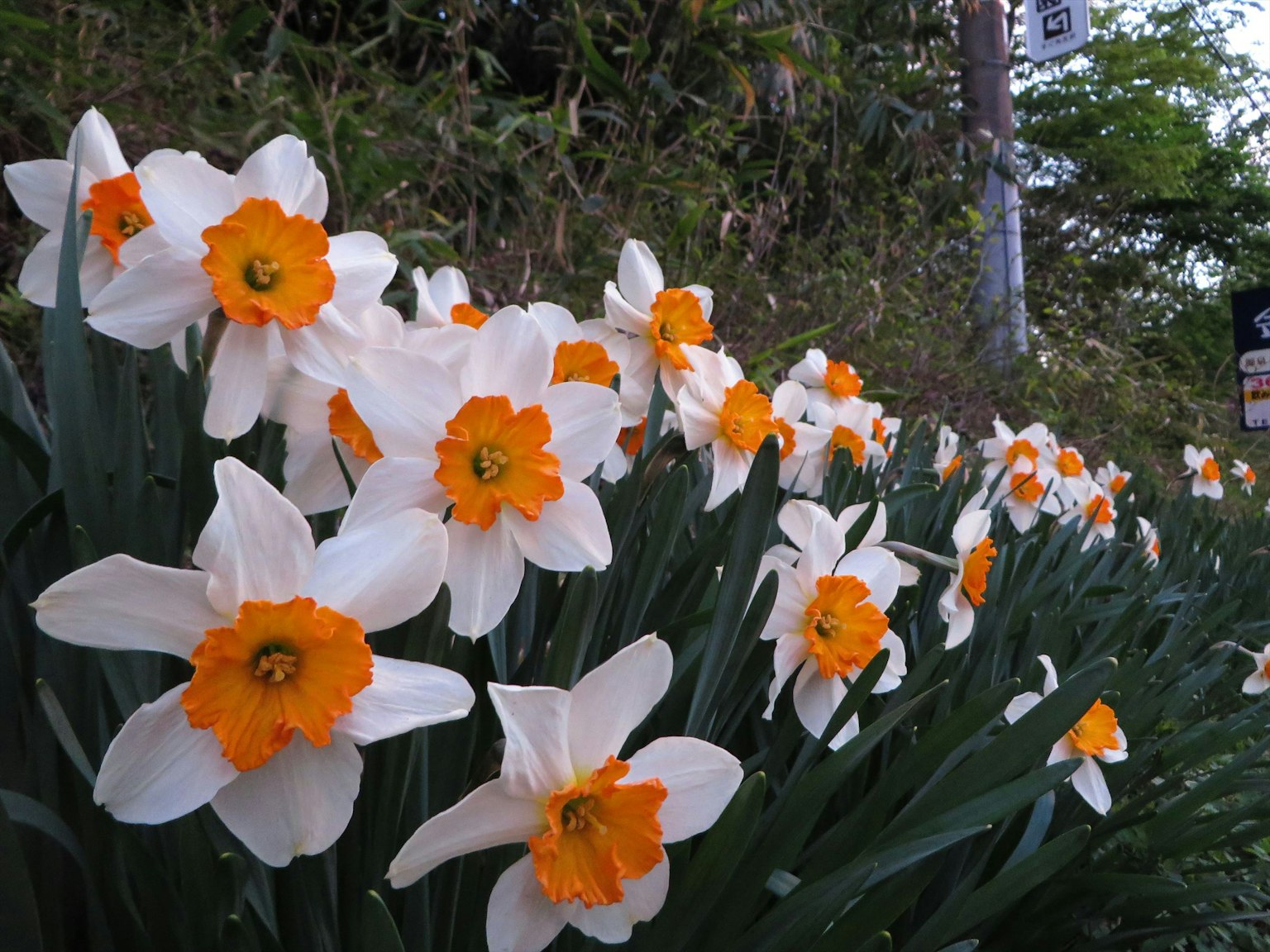 Narcissus flowers with white petals and orange centers blooming