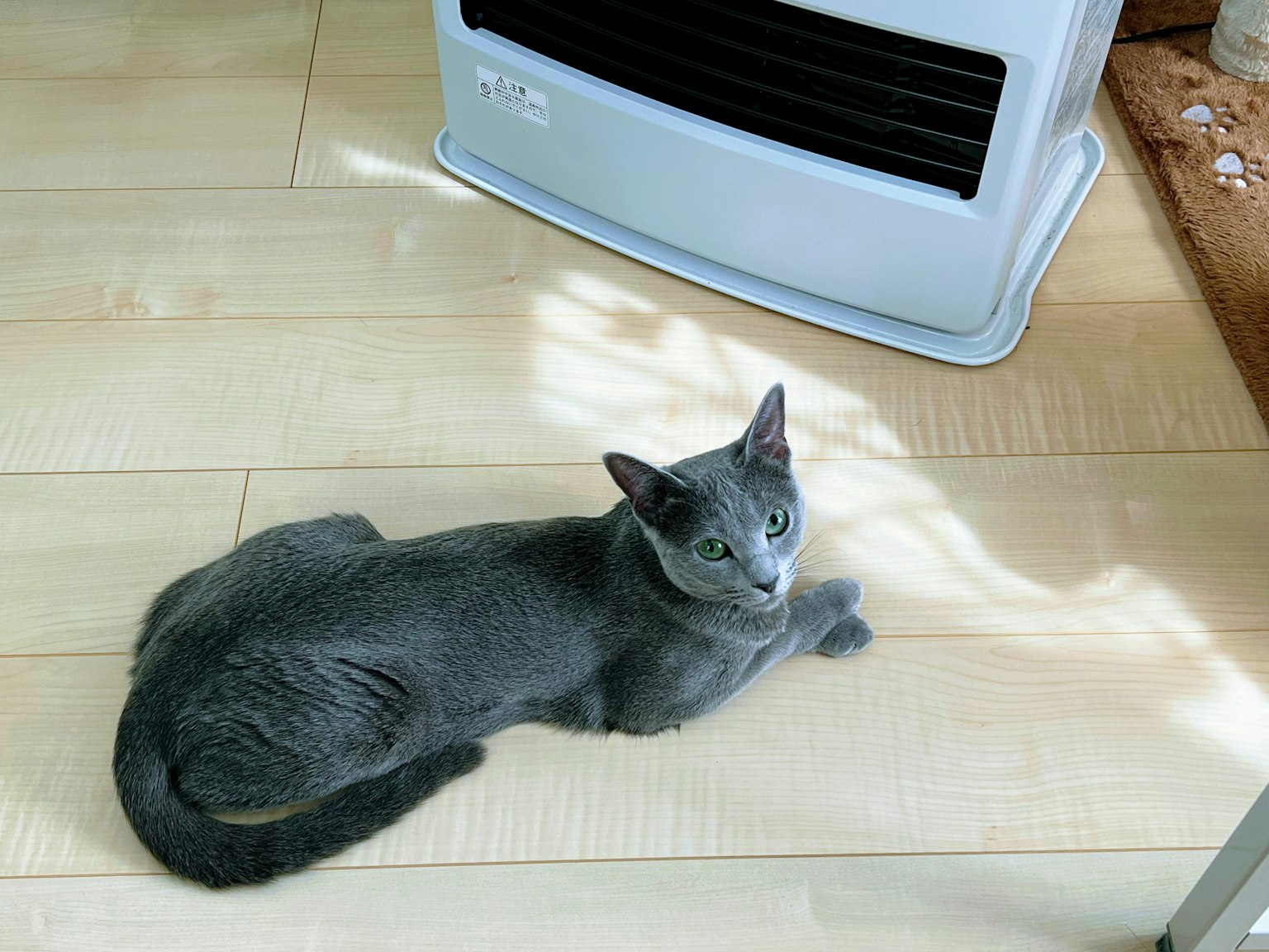 Gatto grigio sdraiato sul pavimento vicino a un riscaldatore