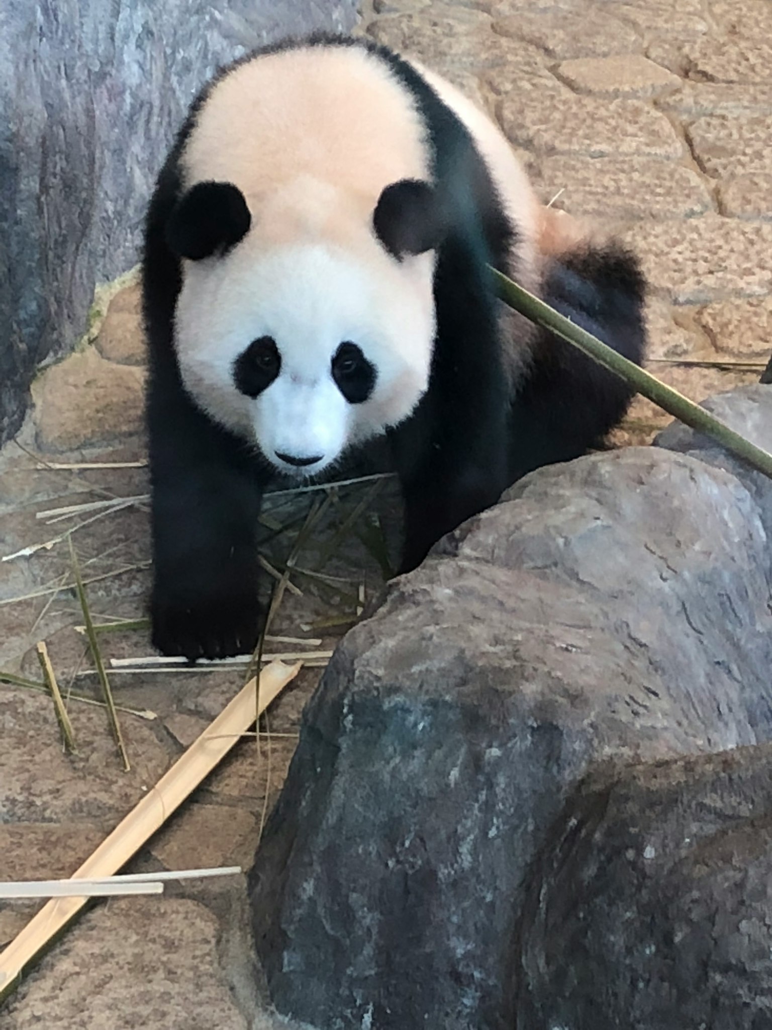 Un panda vicino a una roccia che mangia germogli di bambù