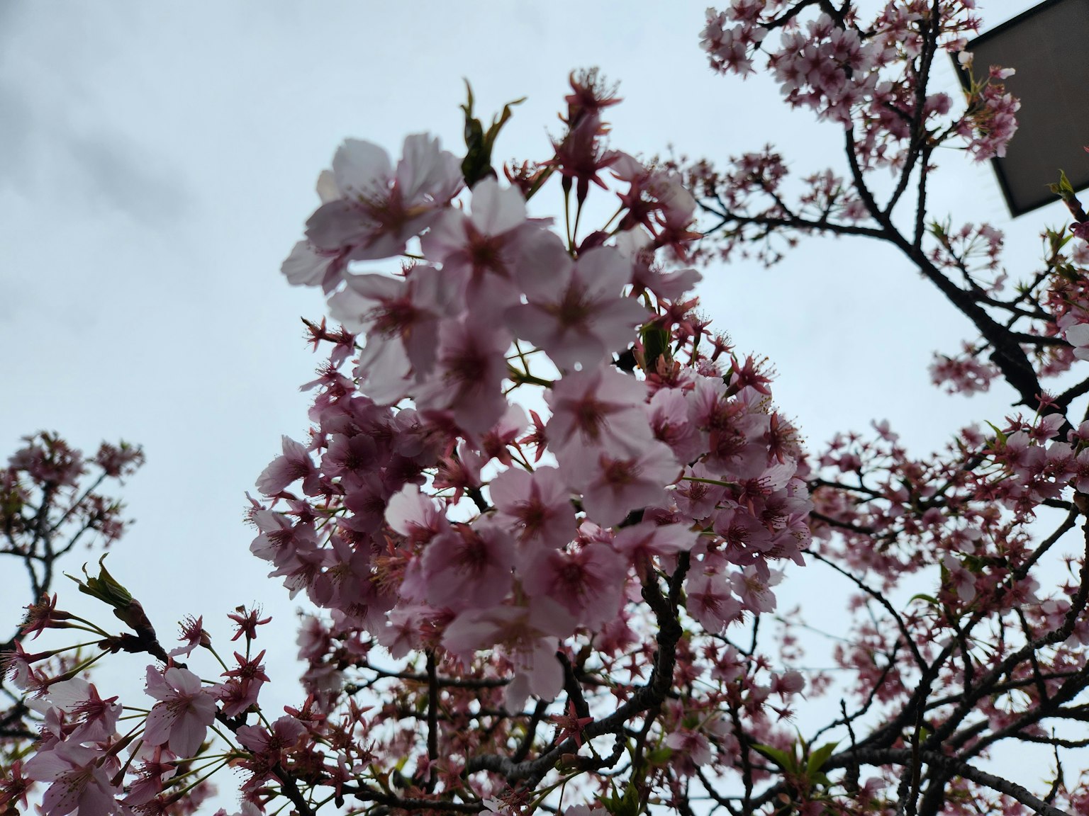 Close-up of cherry blossom branches in bloom