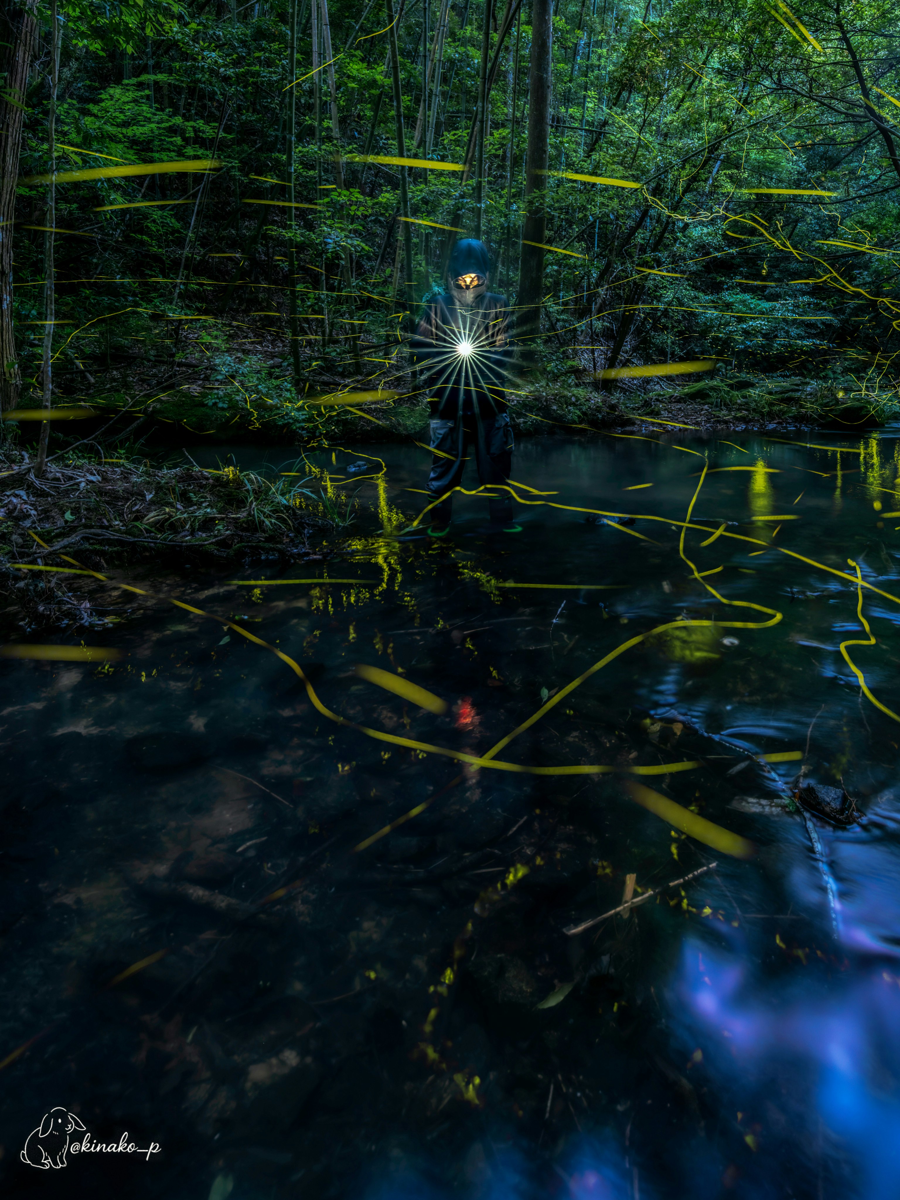 algues lumineuses sur un étang en forêt et reflets à la surface de l’eau