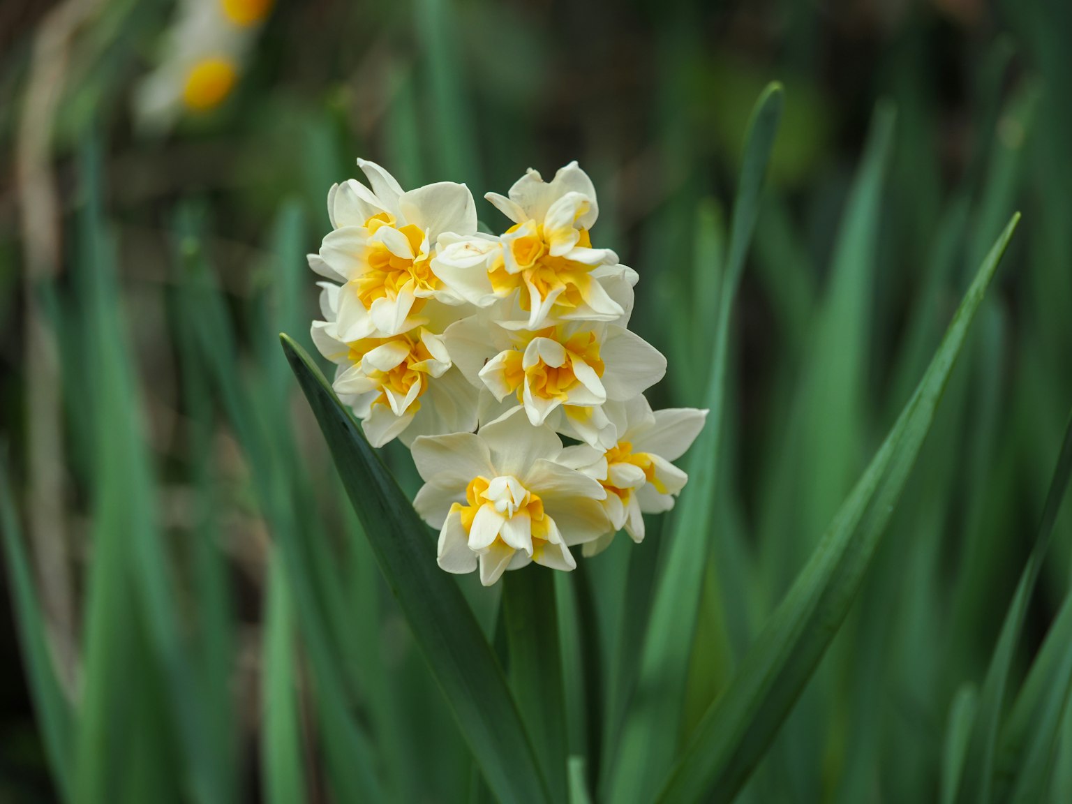 Mazzo di fiori di narciso con petali bianchi e gialli