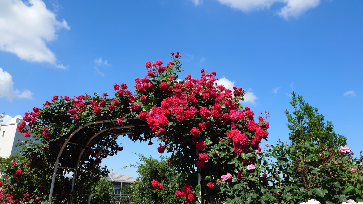 Arco di rose rosse sotto un cielo blu