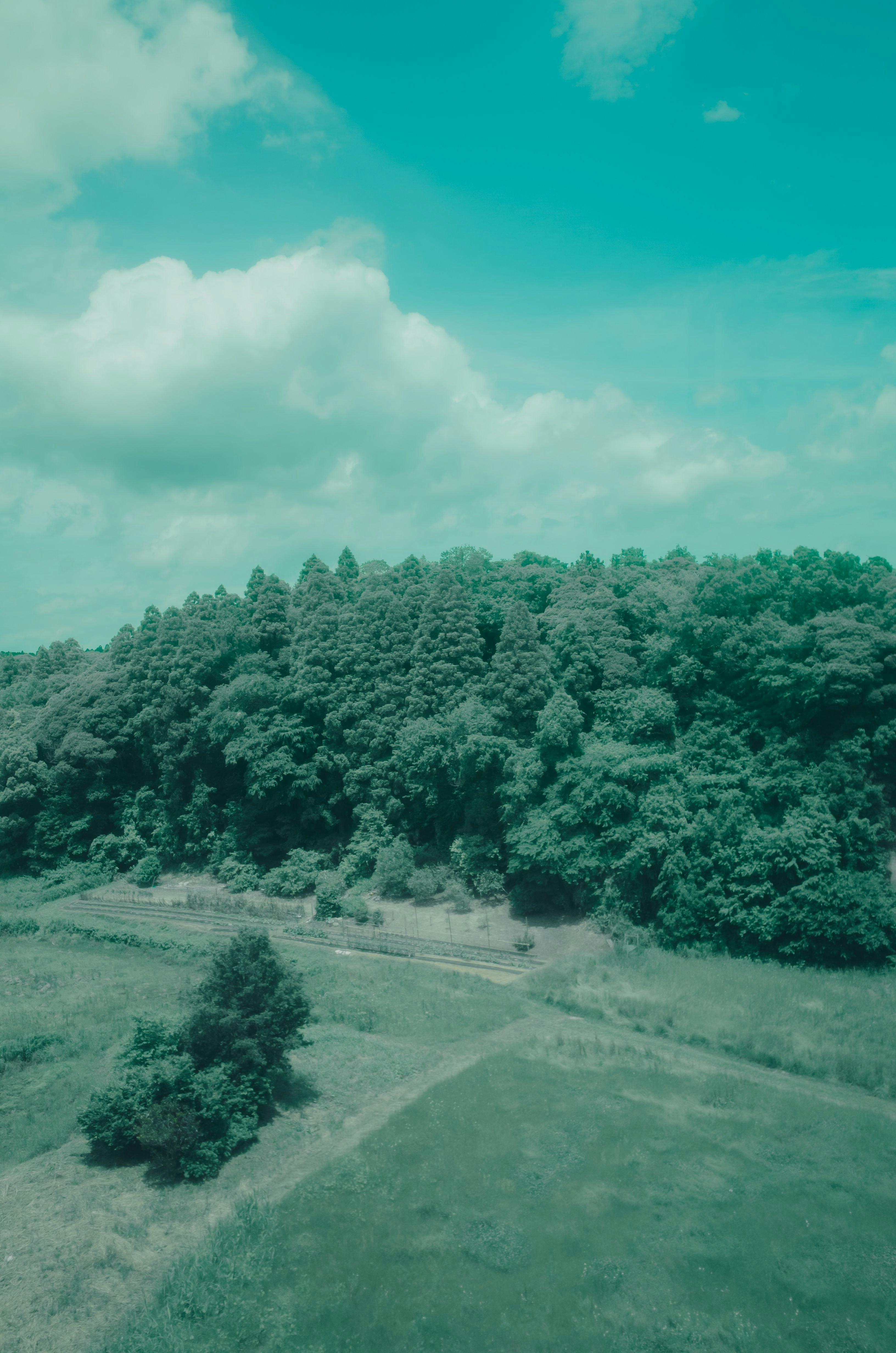 緑の森と草地が広がる丘陵の風景