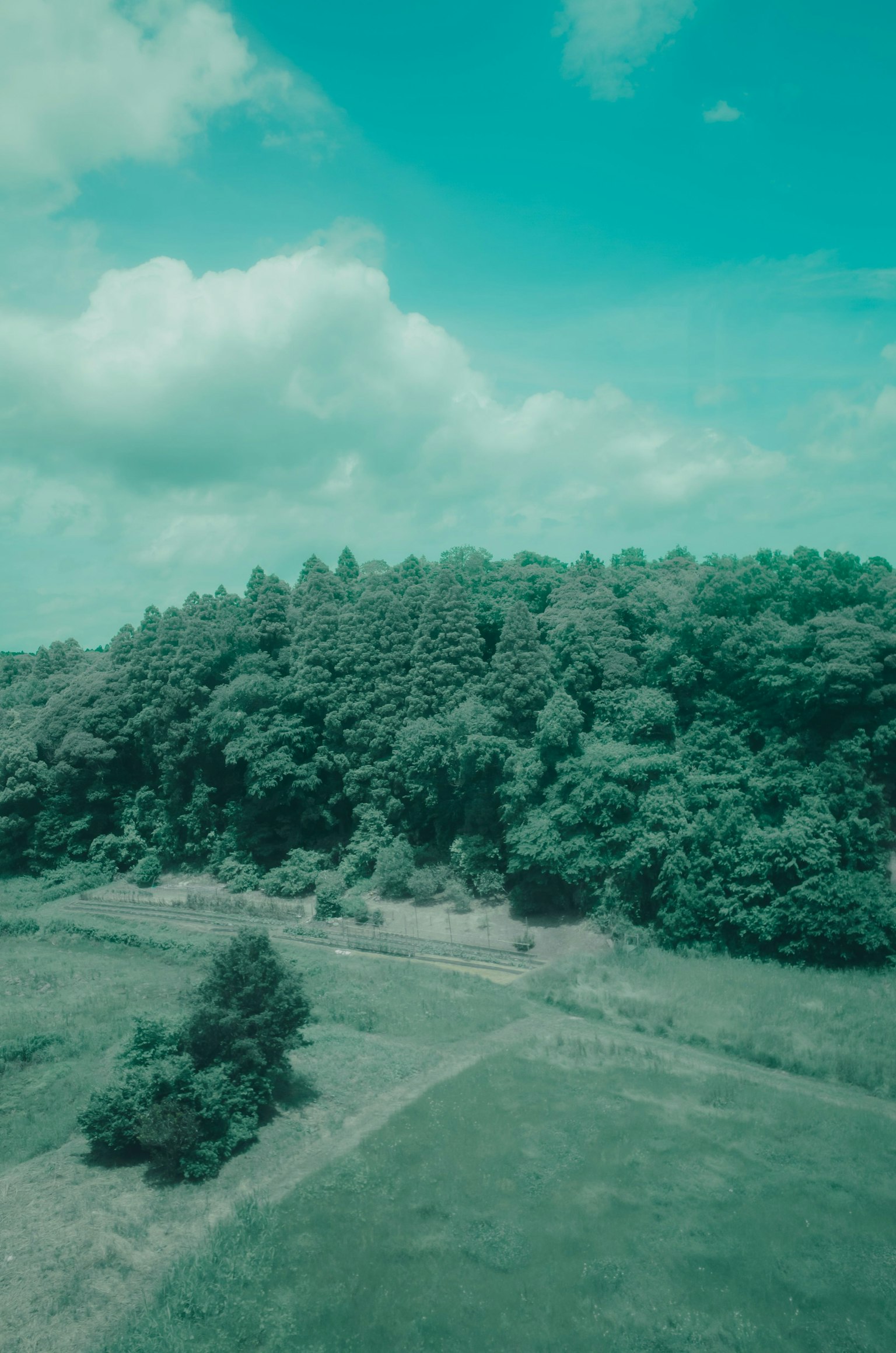 Pemandangan udara pohon hijau subur di bawah langit biru cerah