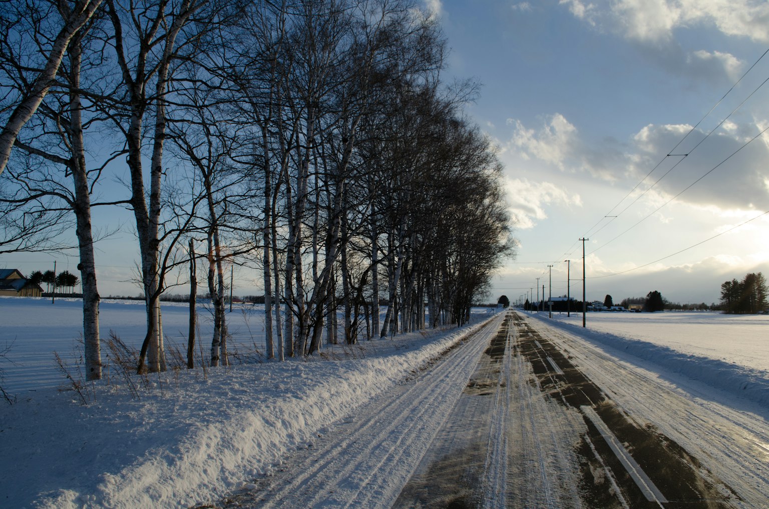 冬季风景，有雪覆盖的道路和排列的树木