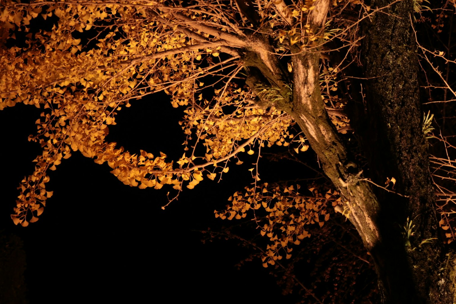 Tree with orange leaves glowing in the darkness