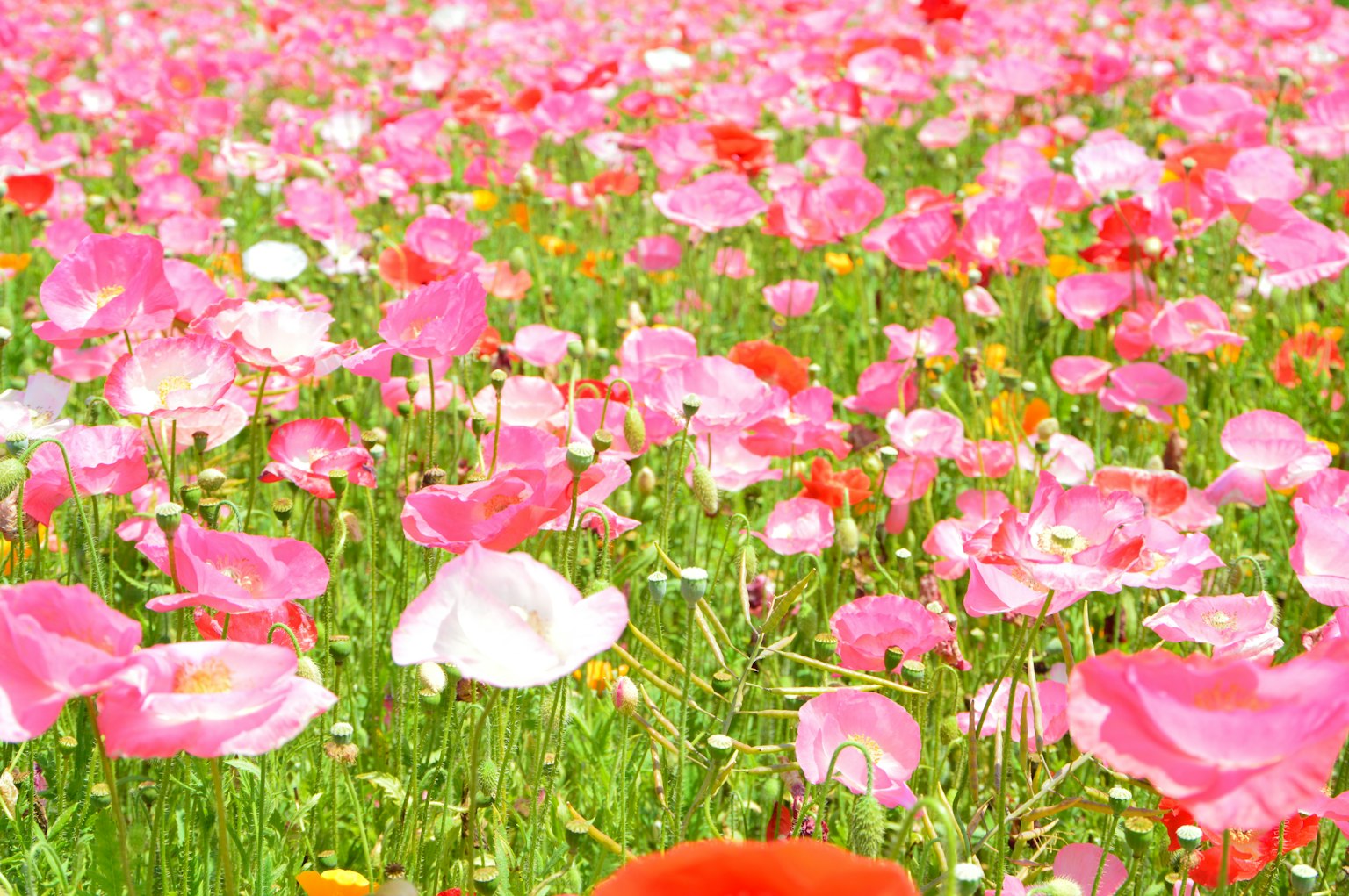 Lebendiges Feld mit rosa Blumen und weißen sowie roten Akzenten