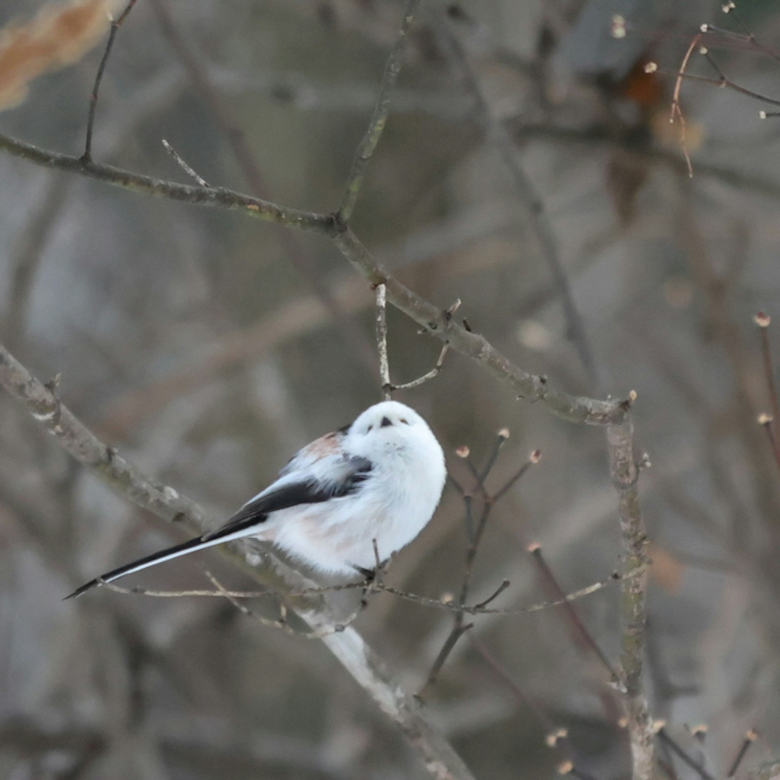 Ein kleiner weißer Vogel sitzt auf einem Ast im Schnee