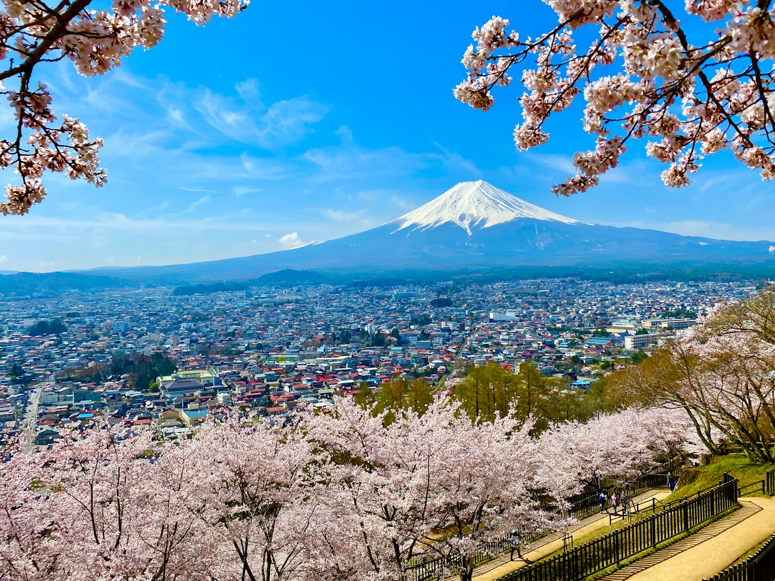 Hermosa vista del monte Fuji con flores de cerezo en flor