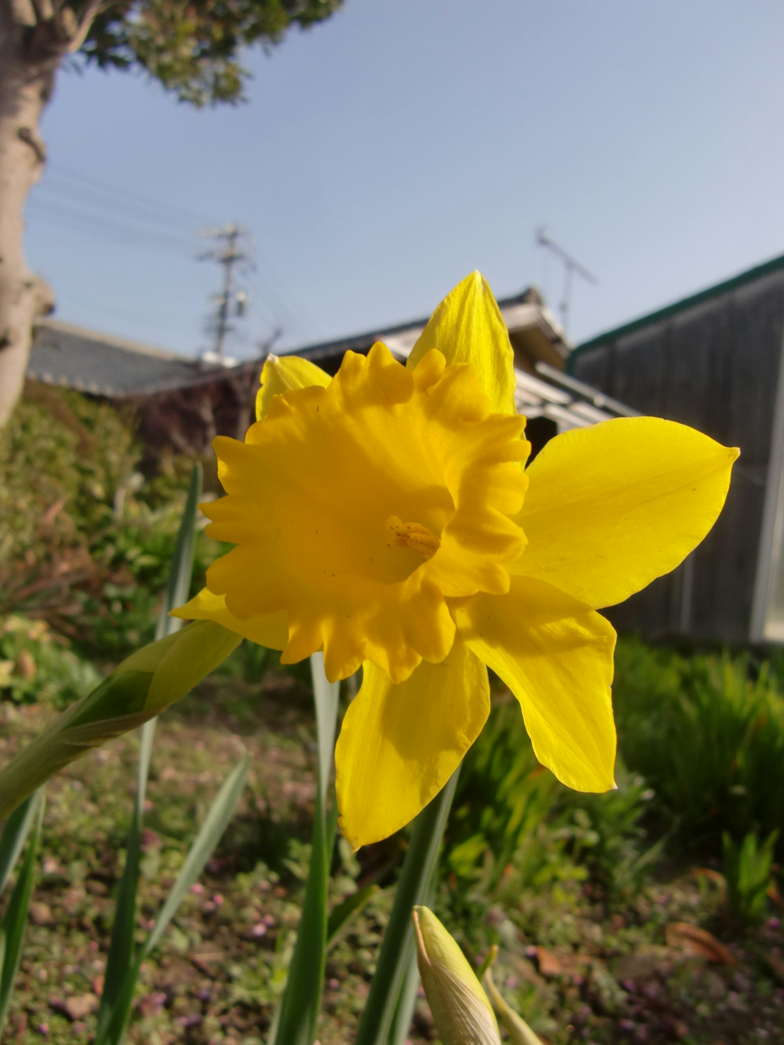 Bright yellow daffodil flower blooming in a garden