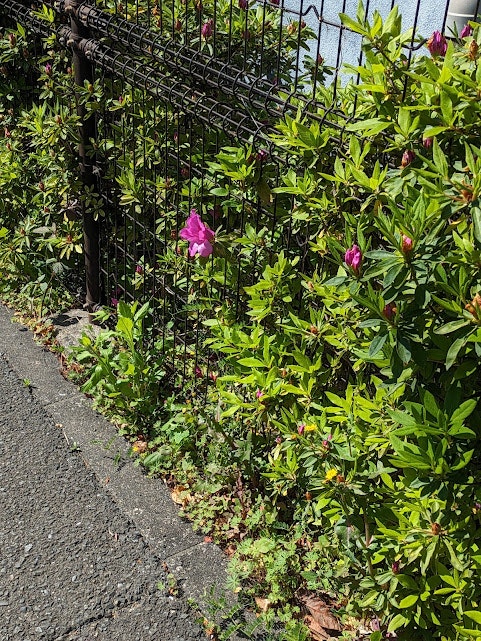 生け垣の間の小道に咲くピンクの花のある庭