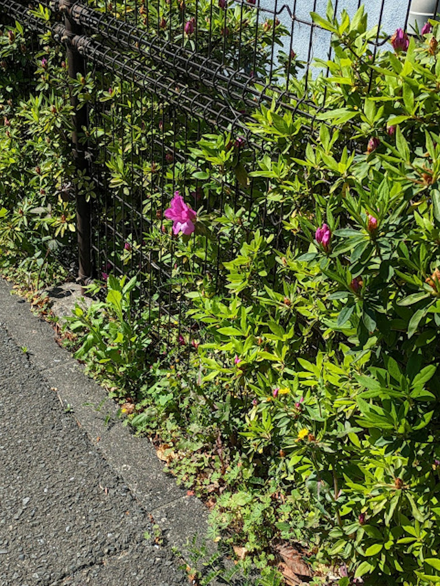 Una scena con siepi verdi e fiori rosa in fiore
