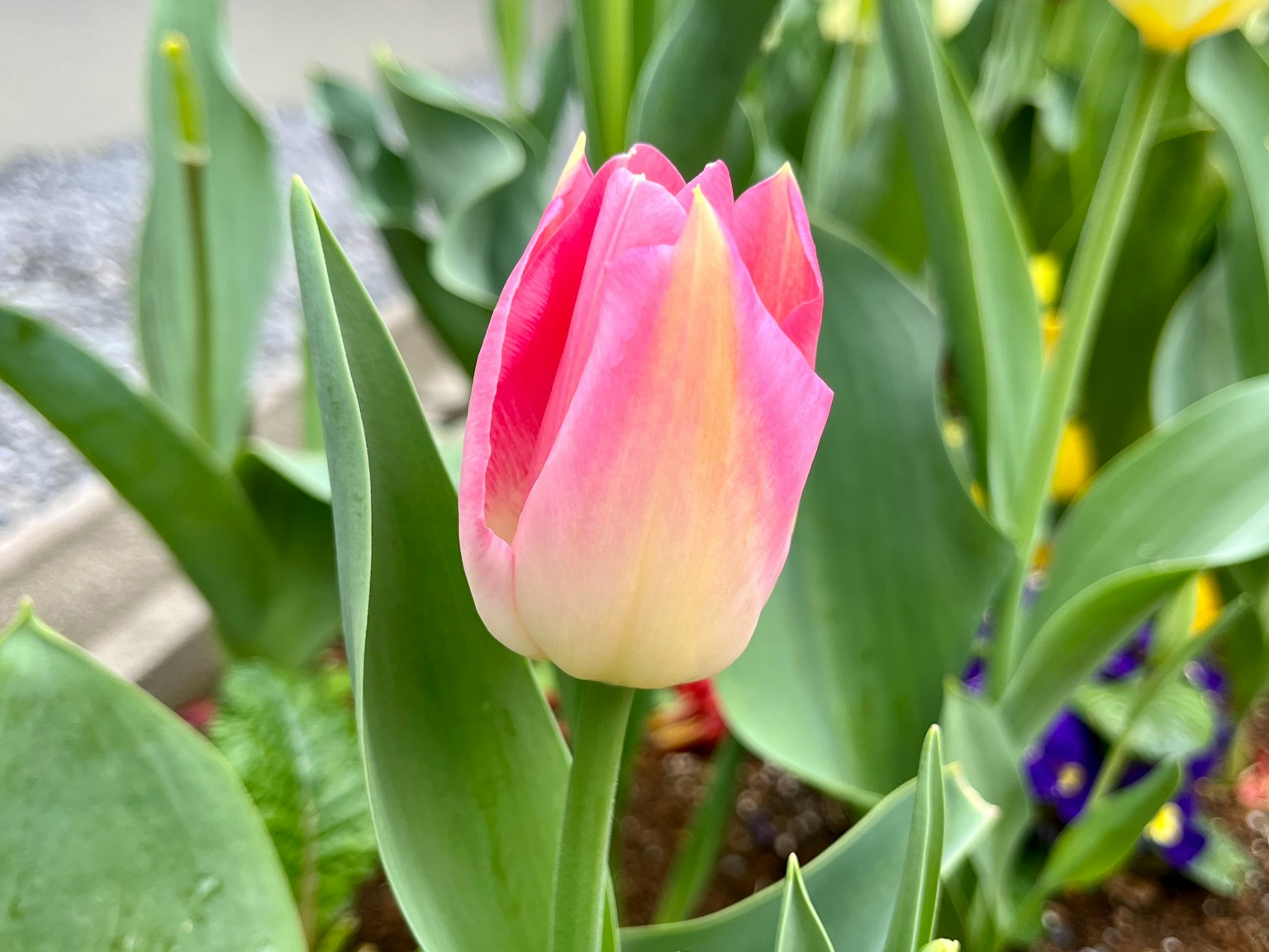 被綠色葉子包圍的粉白色鬱金香花蕾