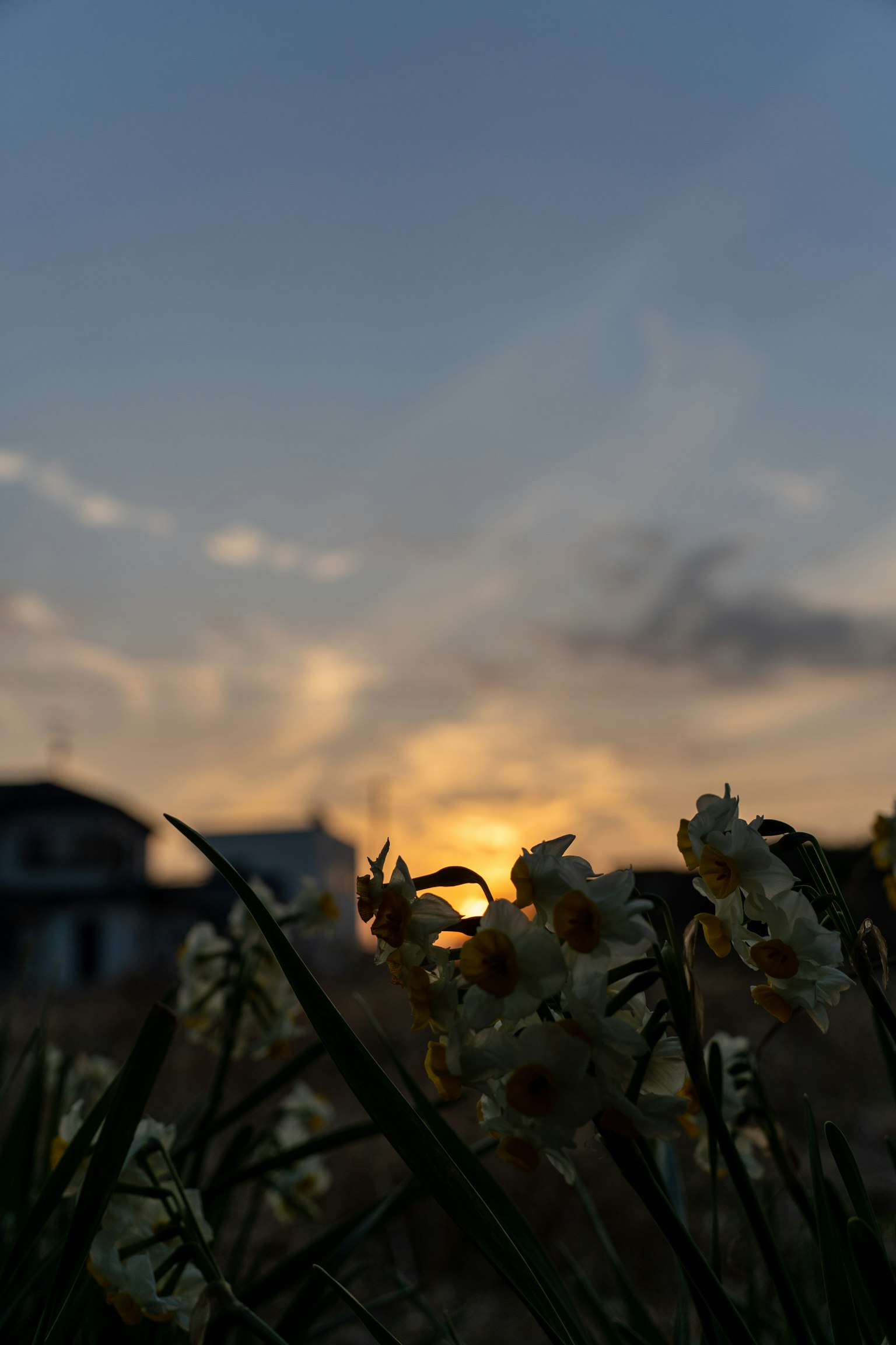 夕阳下房屋的轮廓与前景的花朵
