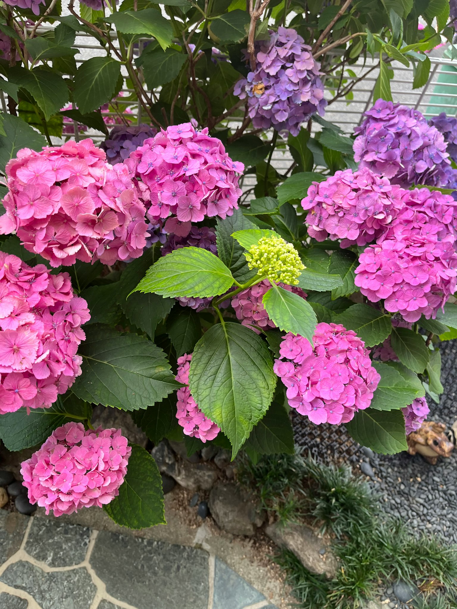 การแสดงดอกไฮเดรนเยียสีชมพูและสีม่วงที่สดใสในสวน