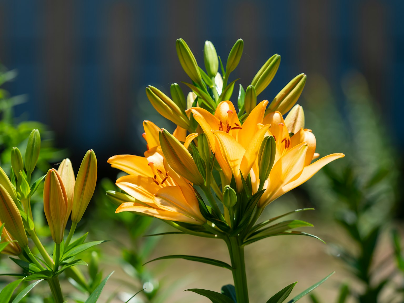花园中盛开的黄色百合花