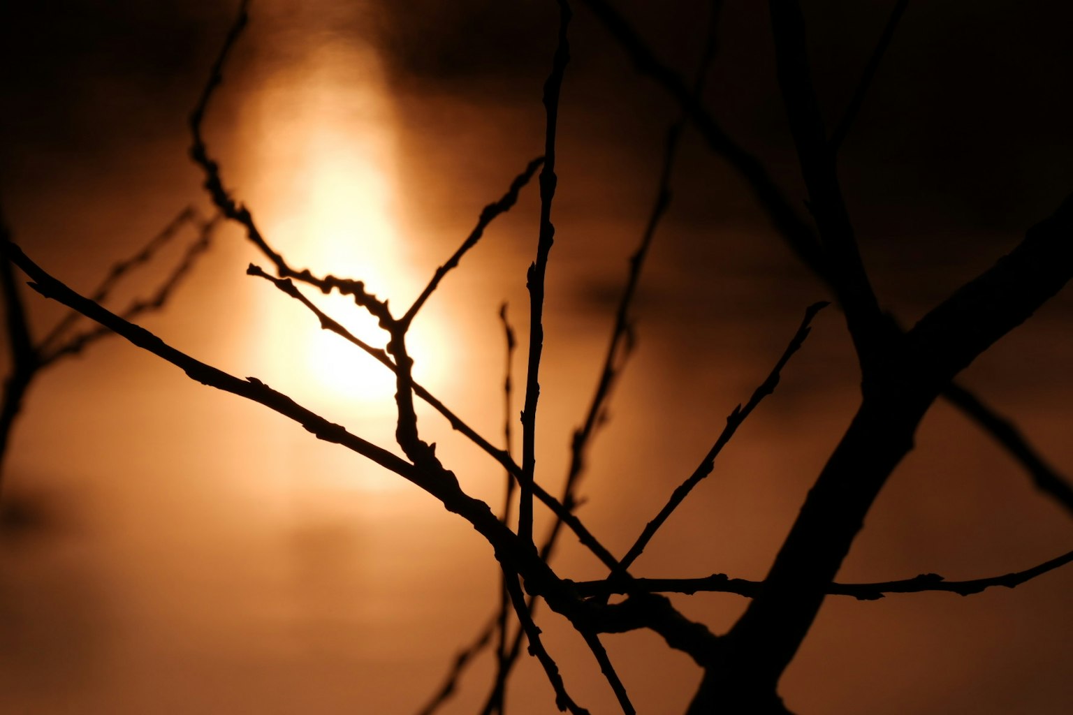 Silhouette di rami contro un lago scuro che riflette il tramonto