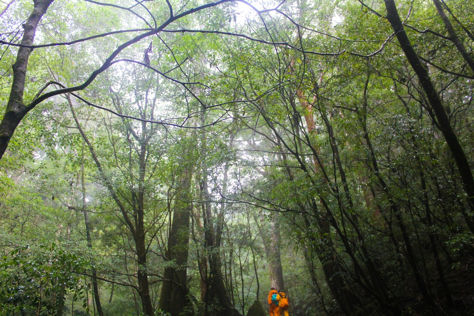 Foresta verdeggiante con nebbia e una persona in abbigliamento arancione